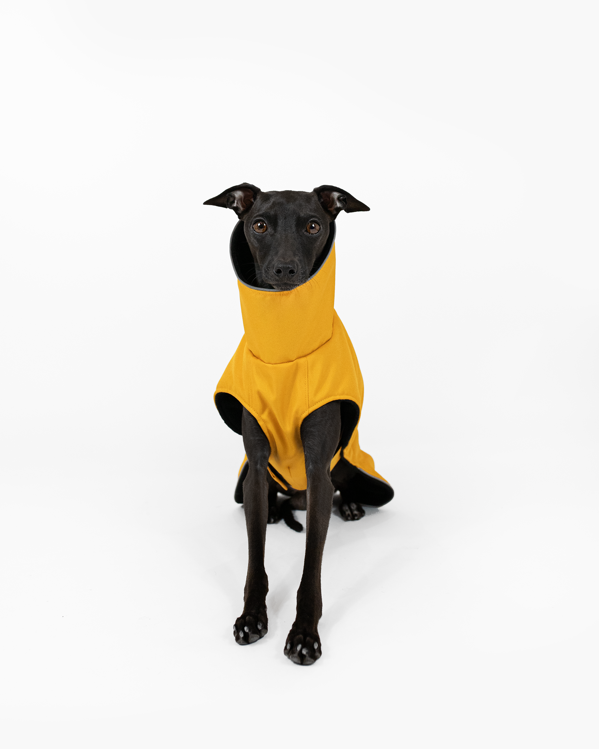 DumasGoods-italian-greyhound-clothing-best-winter-coat-for-dogs italian greyhound sitting in a studio dressed with a yellow coat