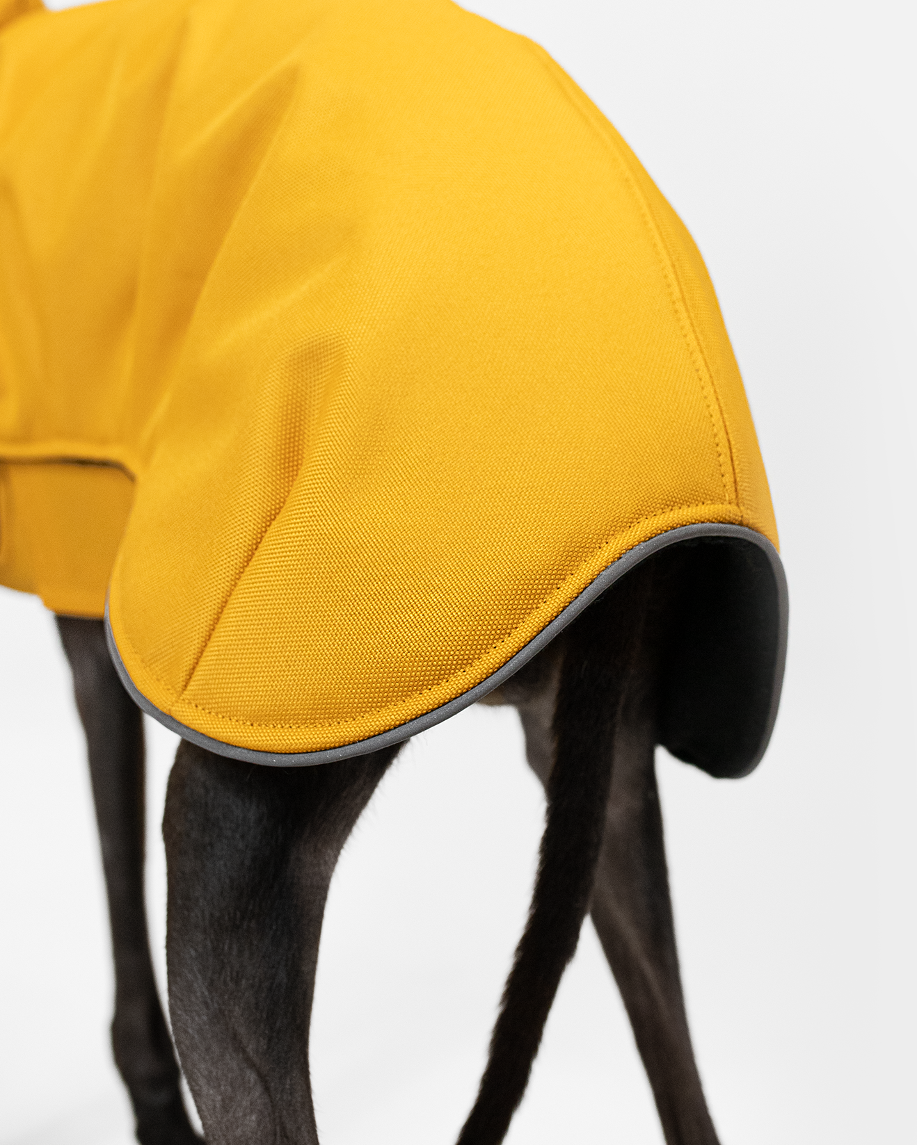 DumasGoods-italian-greyhound-clothing-details-reflect texture of a yellow fabric of winter coat