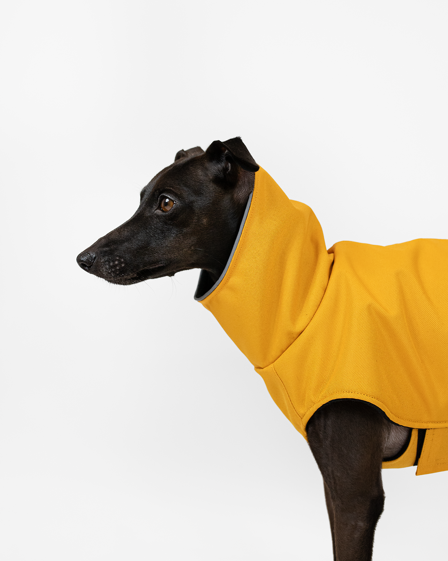 DumasGoods-italian-greyhound-clothing-winter-coat-collar italian greyhound portrait profile in yellow coat