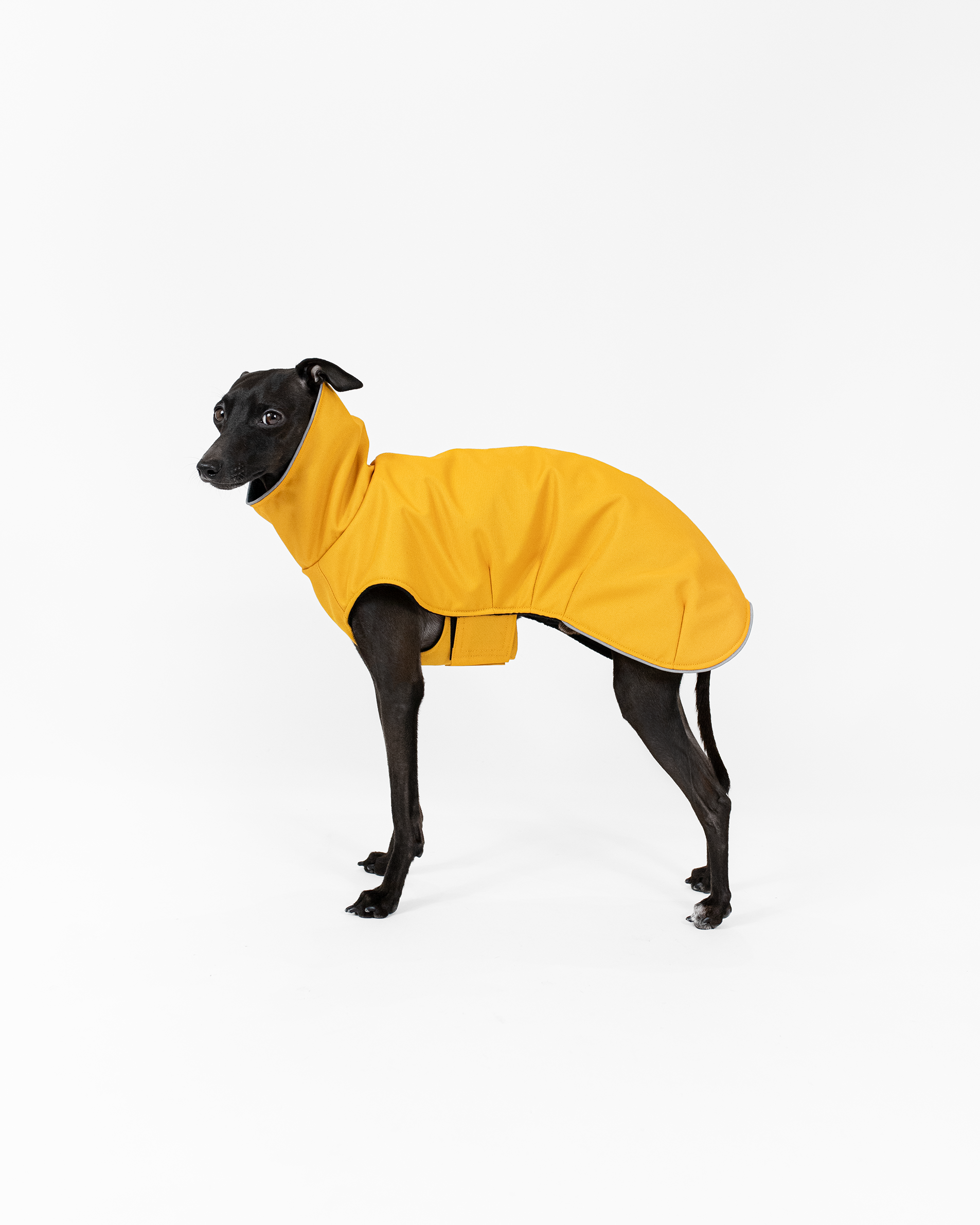DumasGoods-italian-greyhound-clothing-winter-coat-yellow Italian greyhound posing by side in yellow winter coat