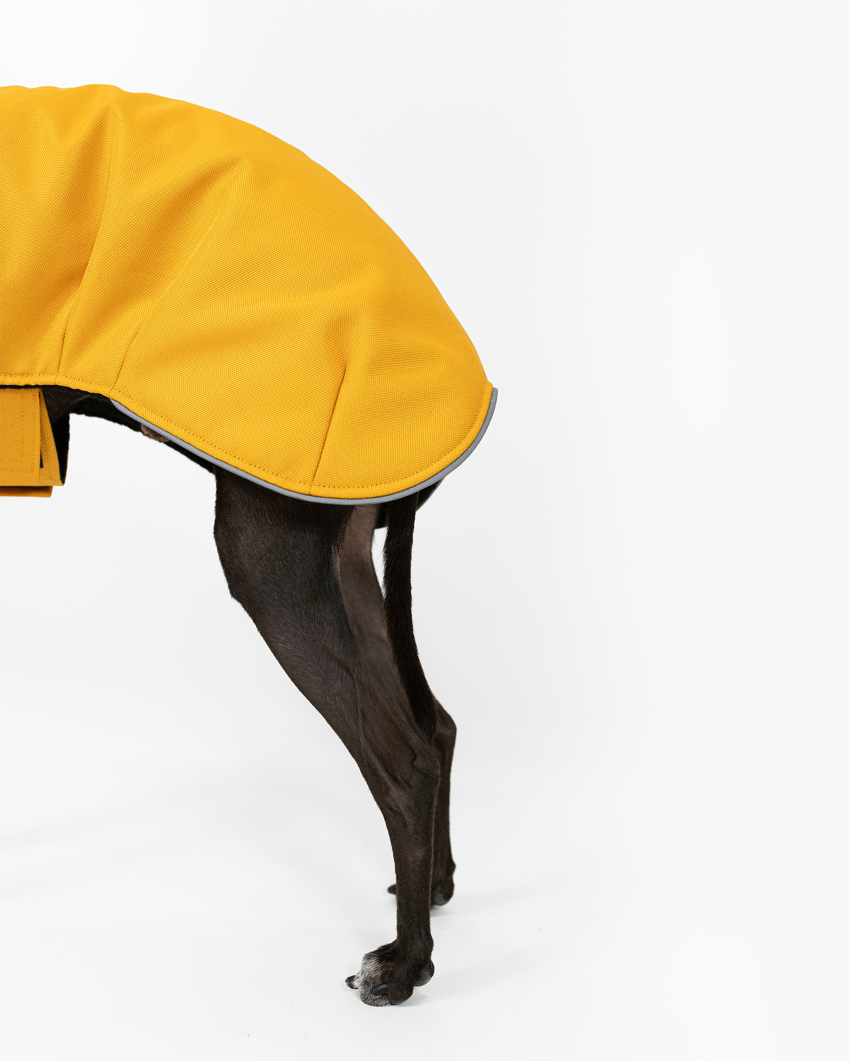 DumasGoods-italian-greyhound-coat-detail back part of yellow coat