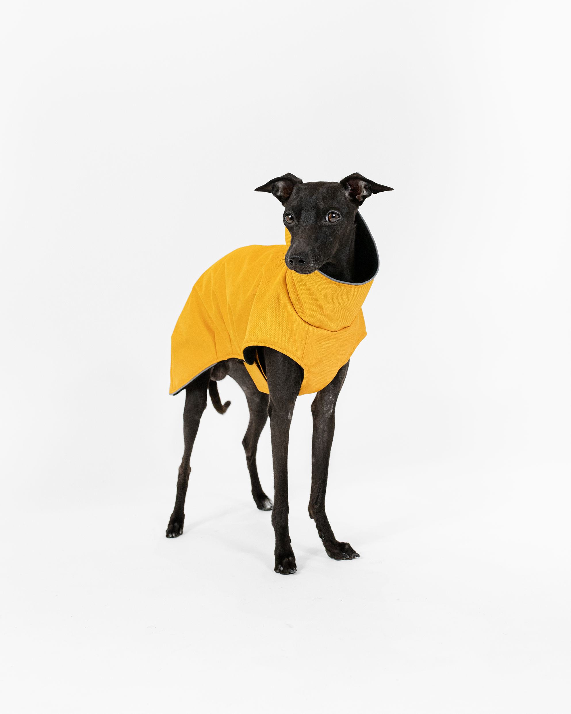 DumasGoods-italian-greyhound-winter-coat-yellow italian greyhound posing in yellow winter coat