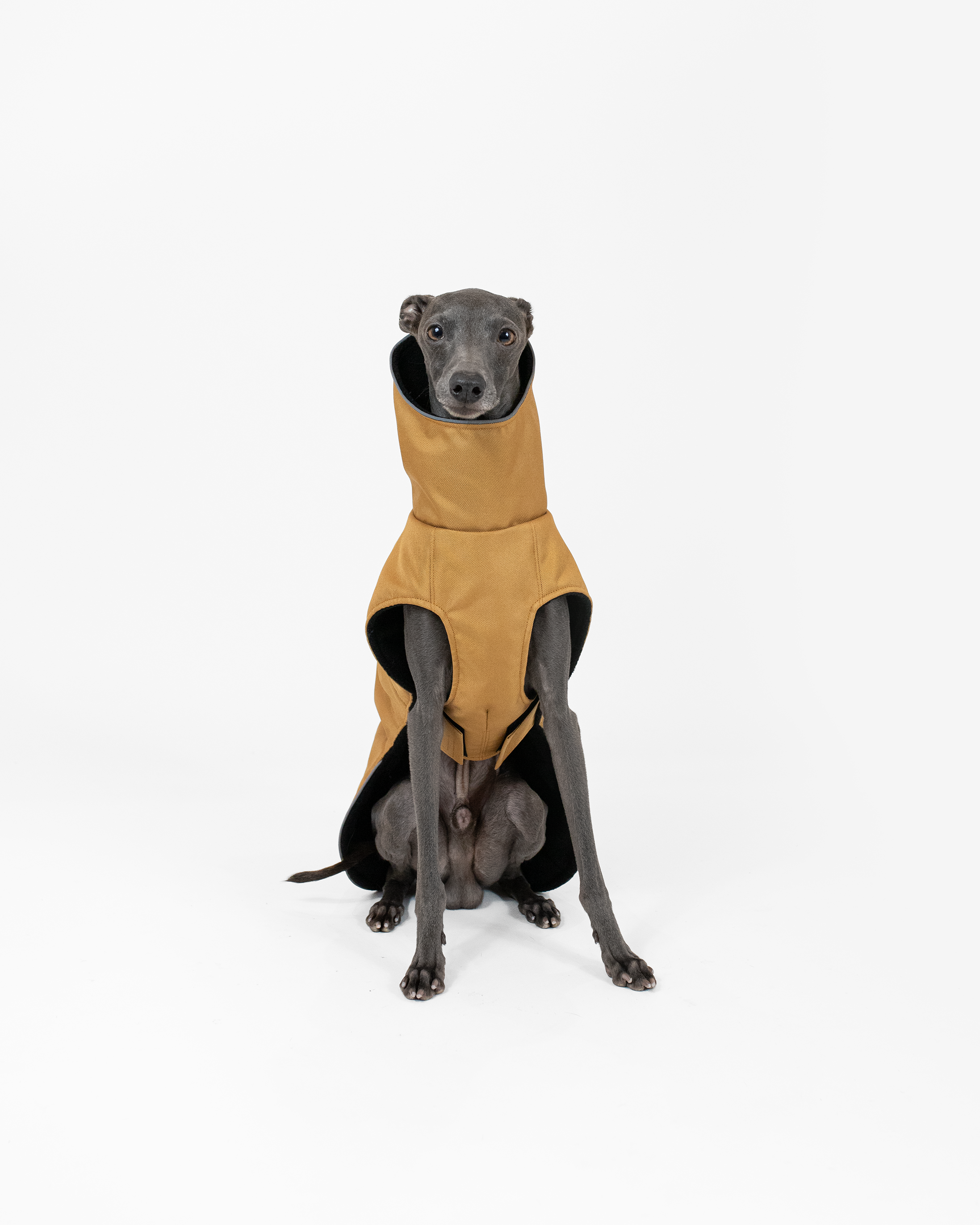 DumasGoods-italian-greyhound-clothing-winter-coat-ginger Dumas posing in white studio dressed with ginger winter coat