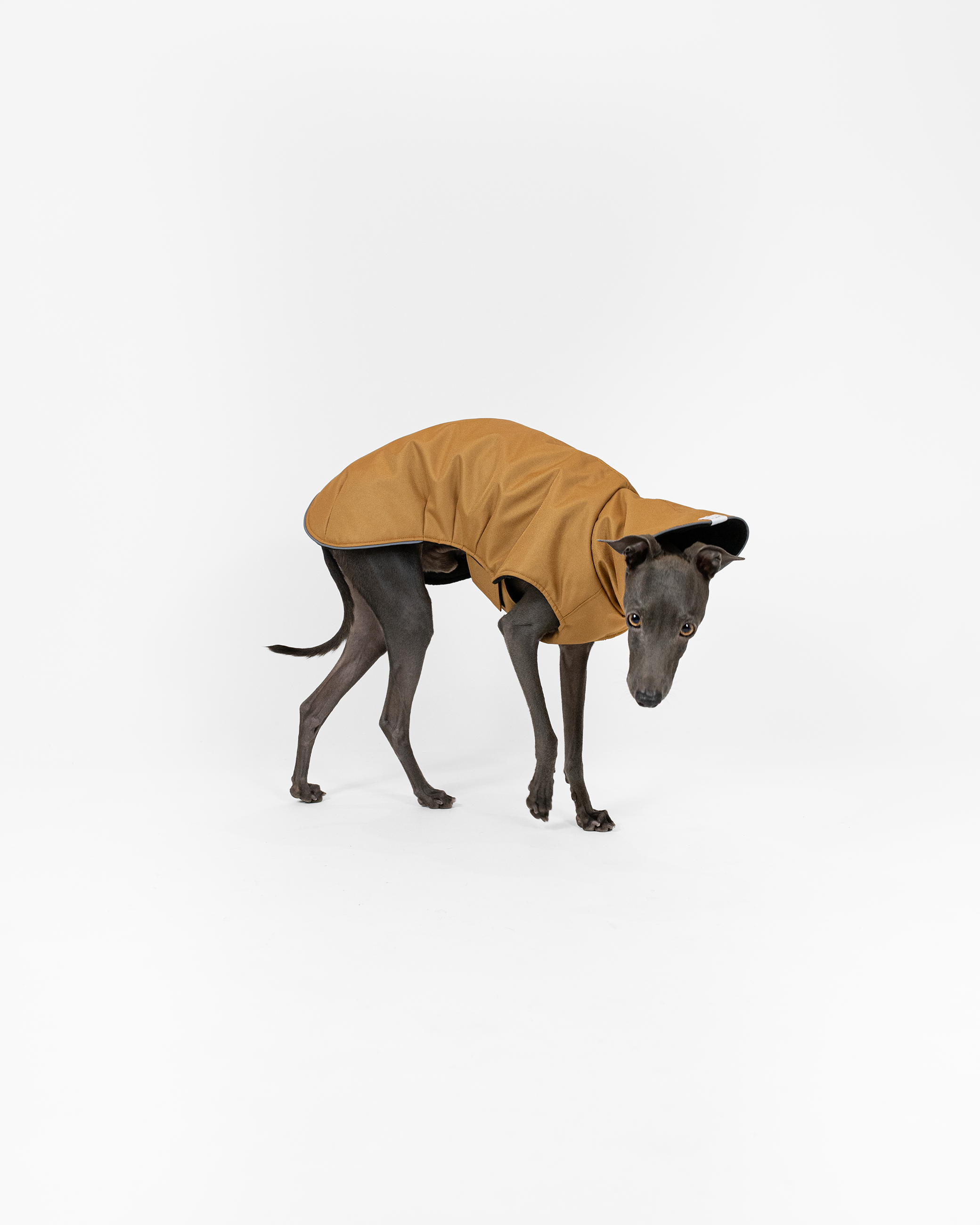 DumasGoods-italian-greyhound-winter-outfit-ginger italian greyhound in movement dressed with ginger wintercoat
