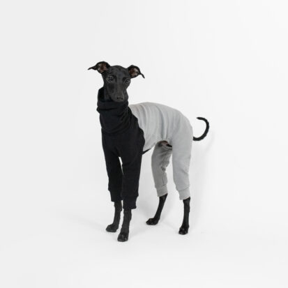 Italian greyhound puppy posing in bicolor jumpsuit