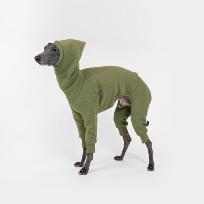 Italian greyhound posing in crocodile shark jumpsuit hoodie