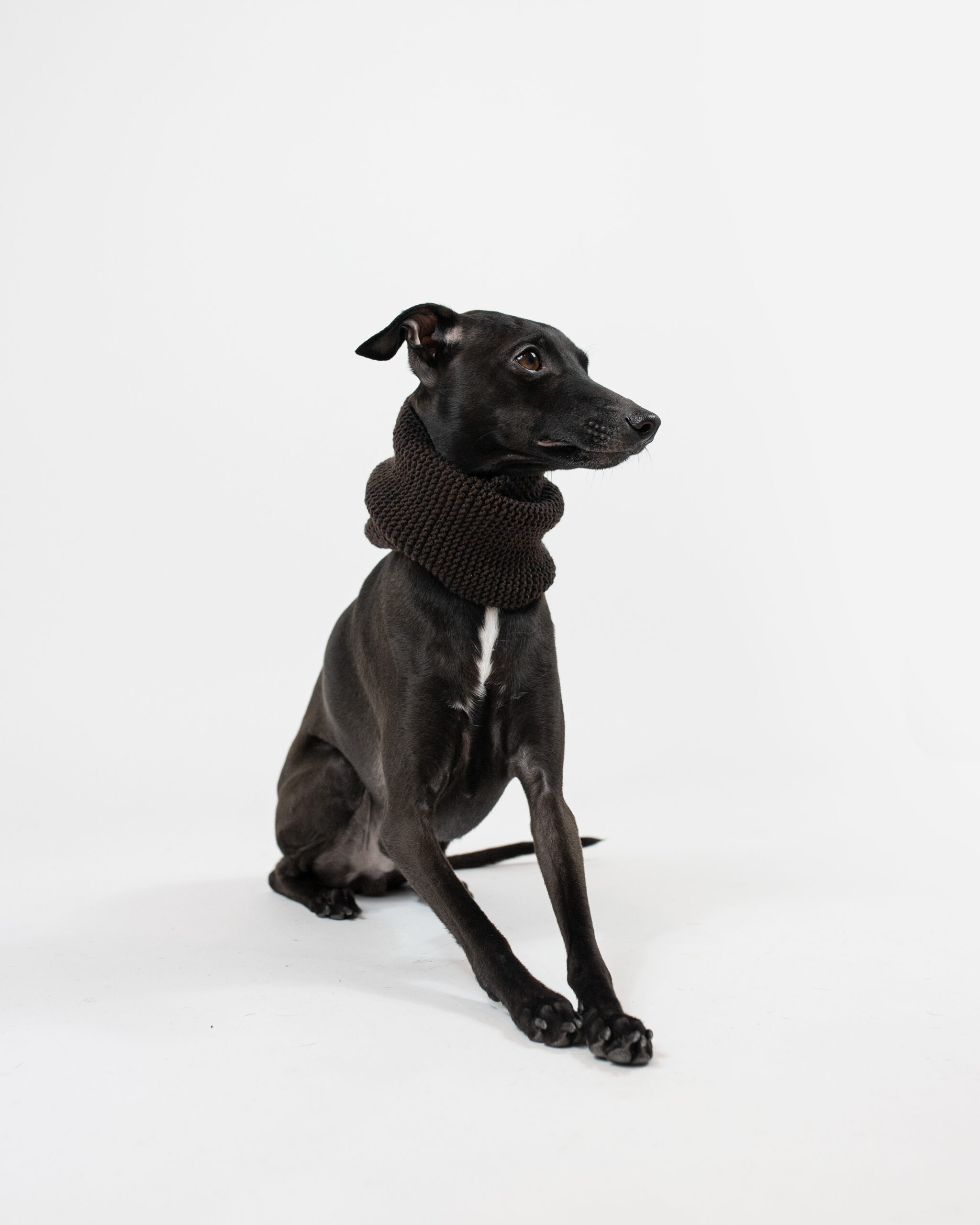 DumasGoods-italian-greyhound-snood-chocolate-handmade Italian Greyhound sitting and posing in white studio with brown snood