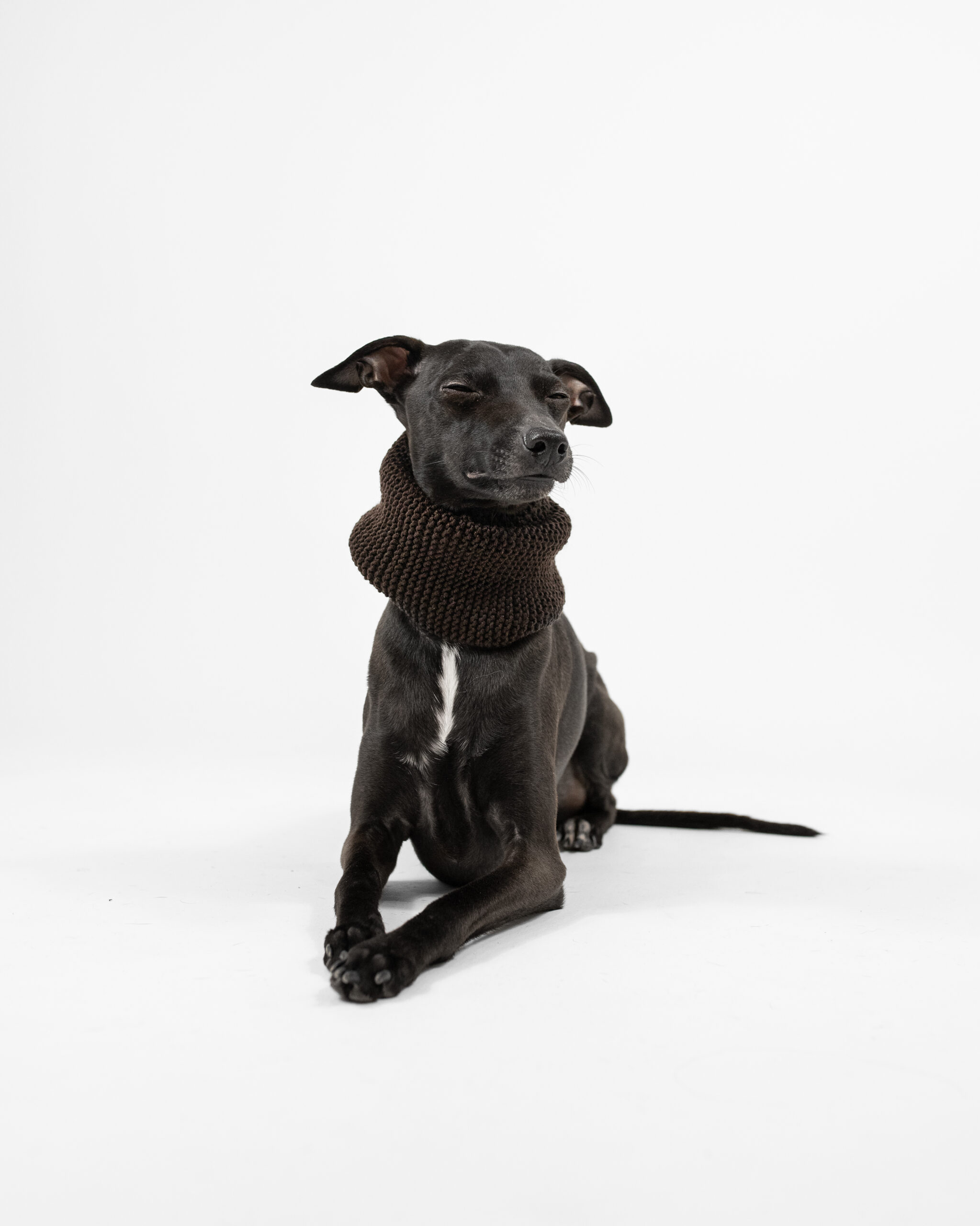 DumasGoods-whippet-snood-dark-brown-neckwear Italian greyhound feeling proud wearing Dumas Goods dark brown snood