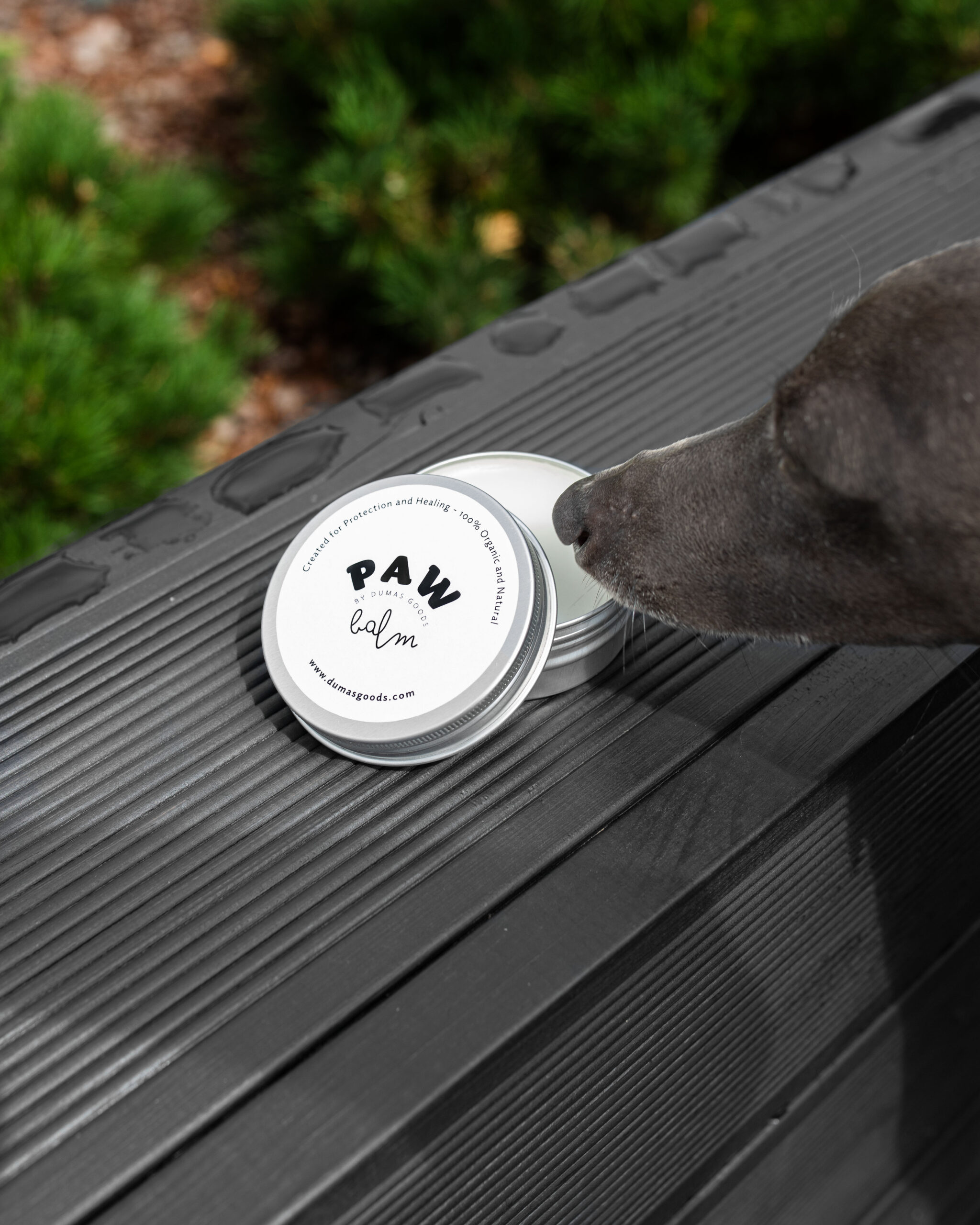 DumasGoods-dog-nose-balm-cream-travel-care dog sniffing opened paw balm by Dumas Goods