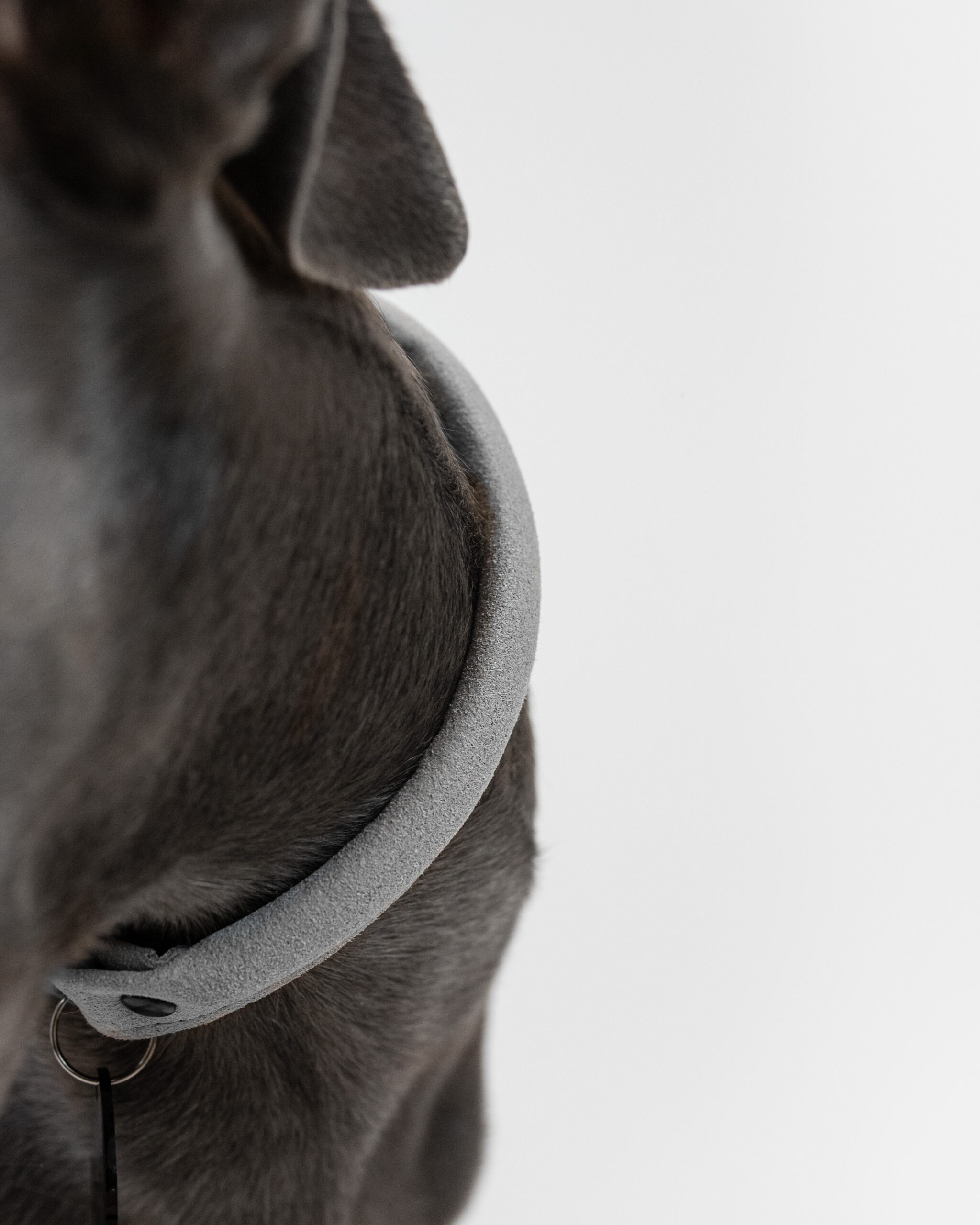 DumasGoods-best-dogs-house-collar-dusty-miller a close up of grey house collar named dusty miller