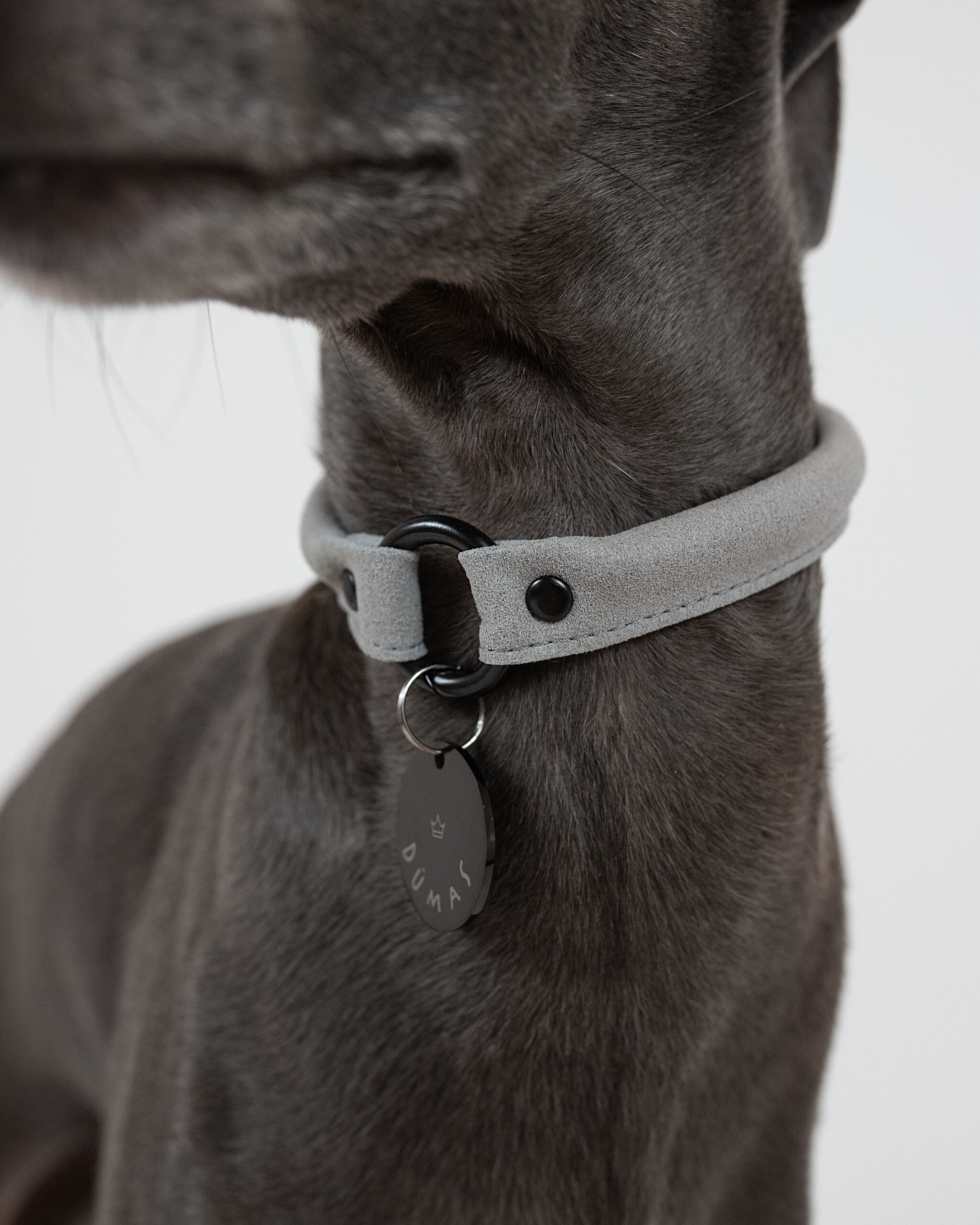 DumasGoods-house-collar-for-dogs-grey grey house collar with a black name tag