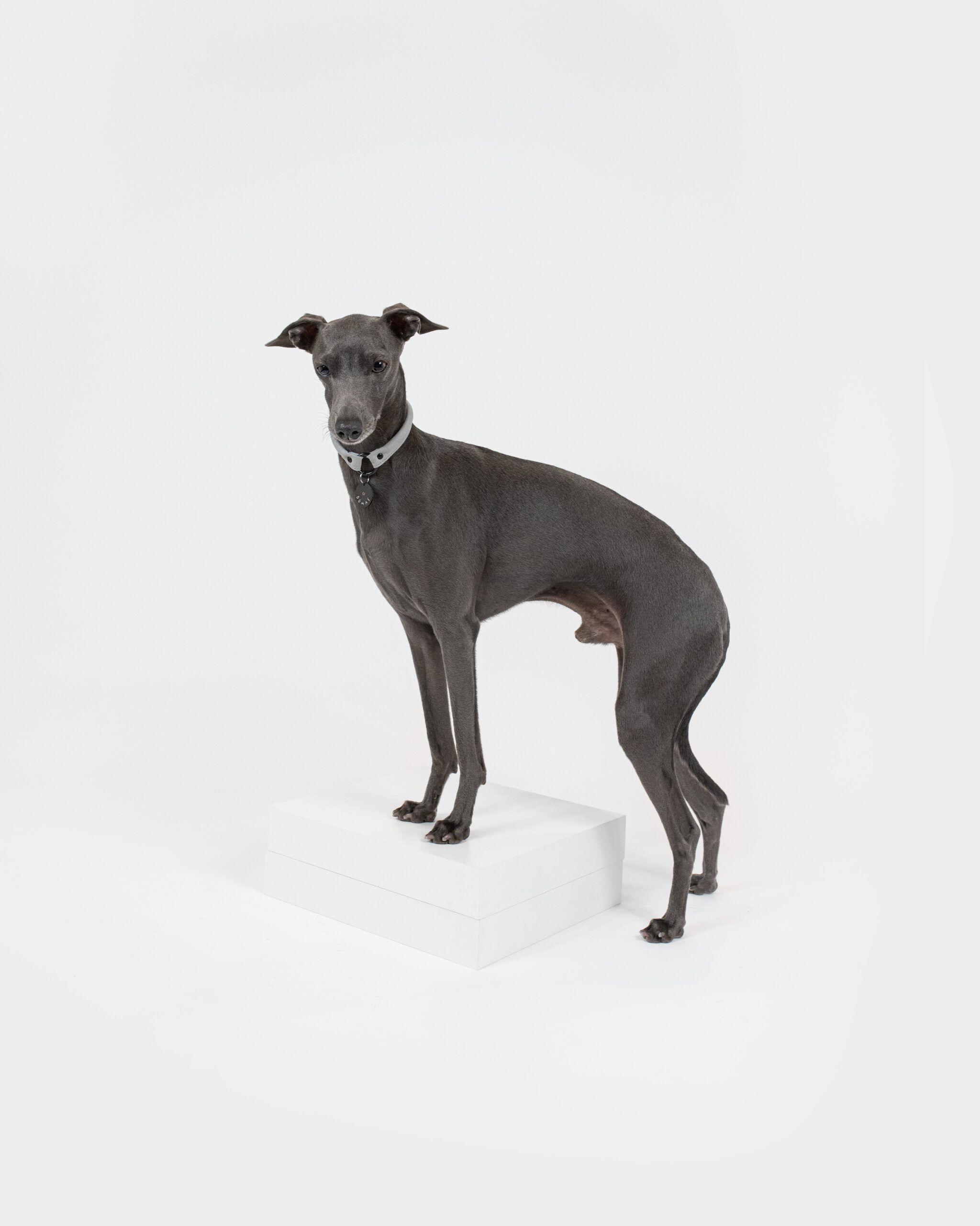 DumasGoods-soft-dogs-house-collar-grey Italia Greyhound posing in grey house collar of dumas goods
