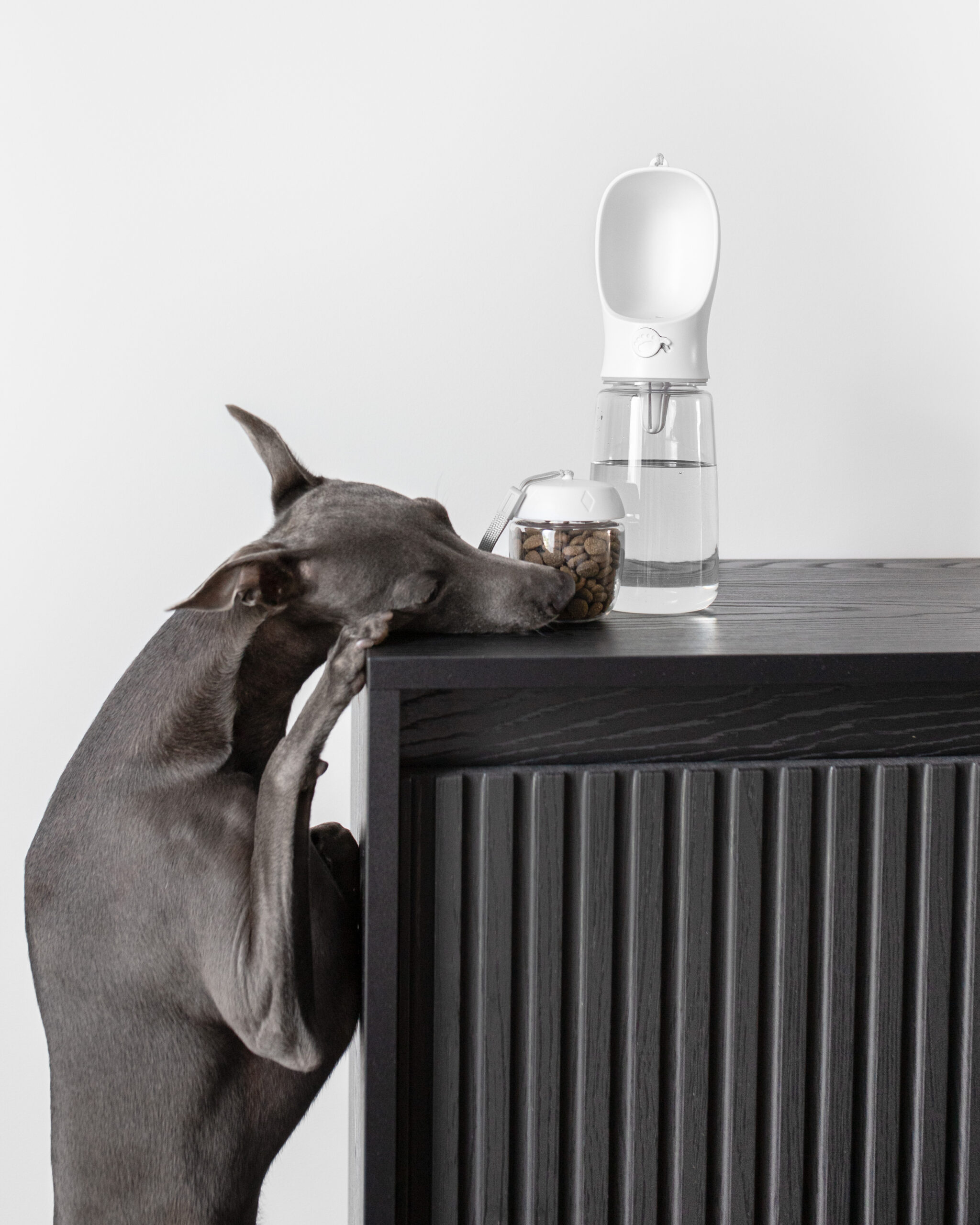 DumasGoods-travel-cup-water-bottle-dog-travel-care The Italian Greyhound breed dog reaching the food on the counter which is storaged in travel cup; the water bottle filled up with water