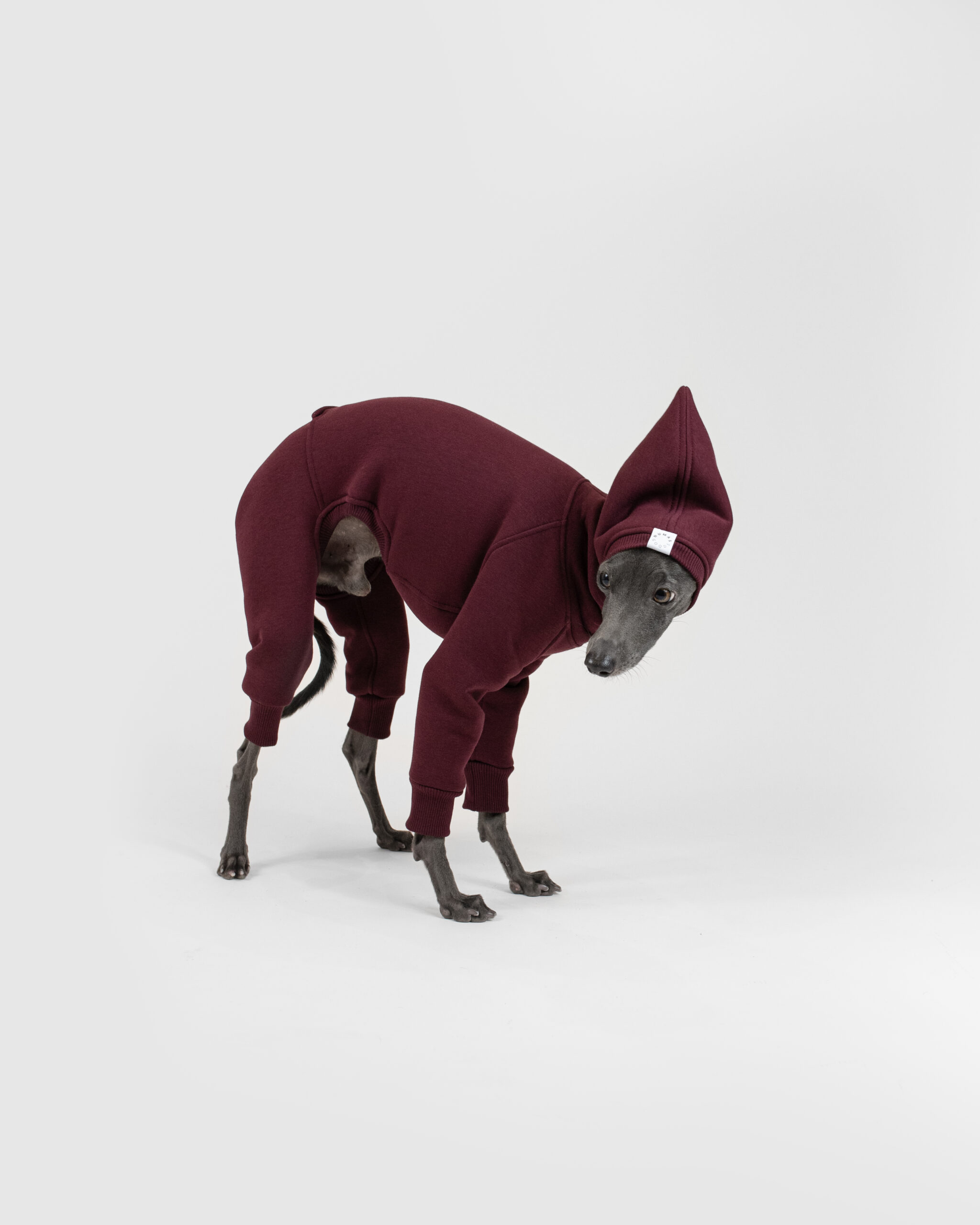 DumasGoods-italian-greyhound-clothing-jumpsuit-hoddie-red-wine Italian Greyhound having fun in primitivo shark jumpsuit