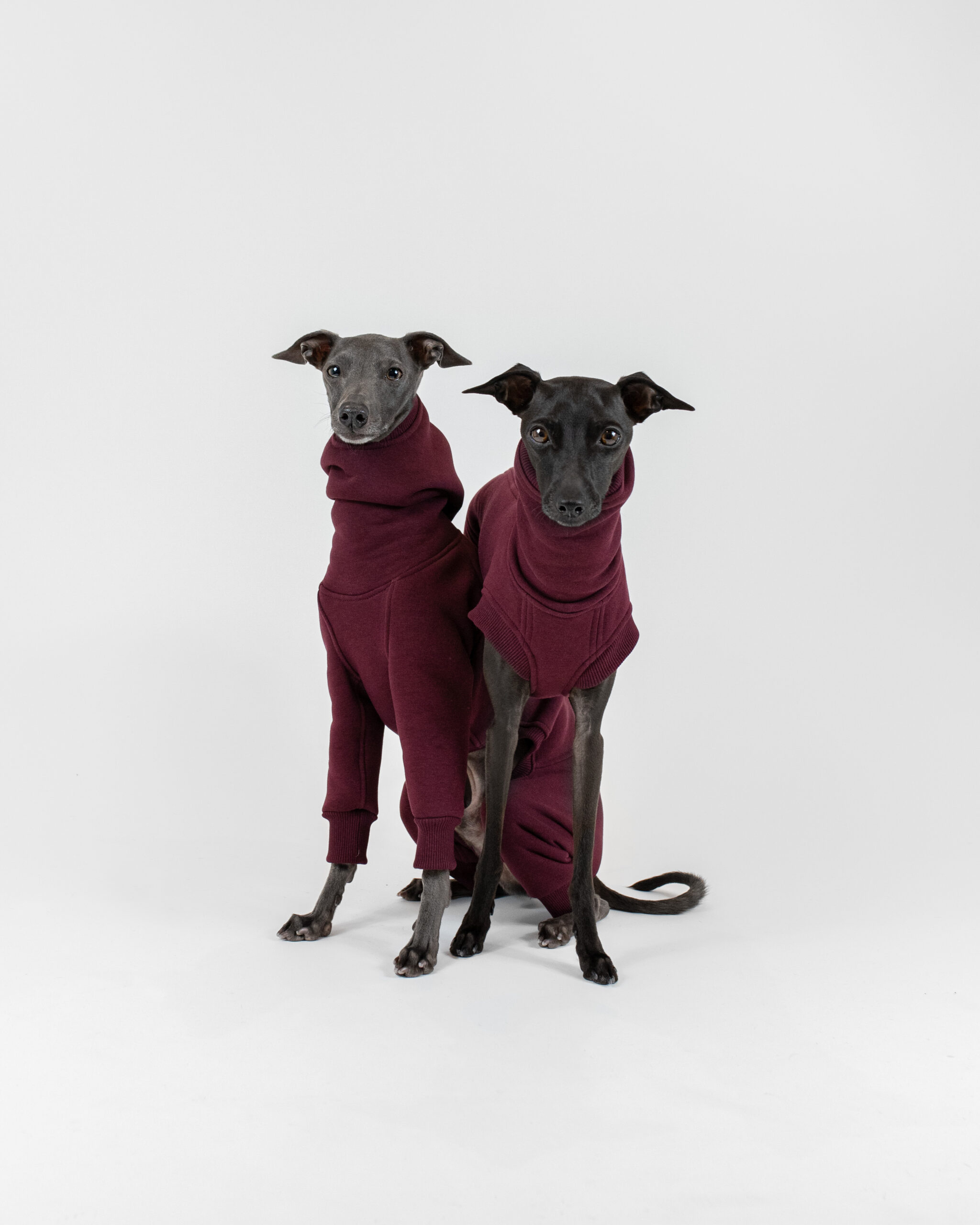 DumasGoods-italian-greyhound-shark-jumpsuit-hoddie-couple two italian geyhounds in primitivo color clothing