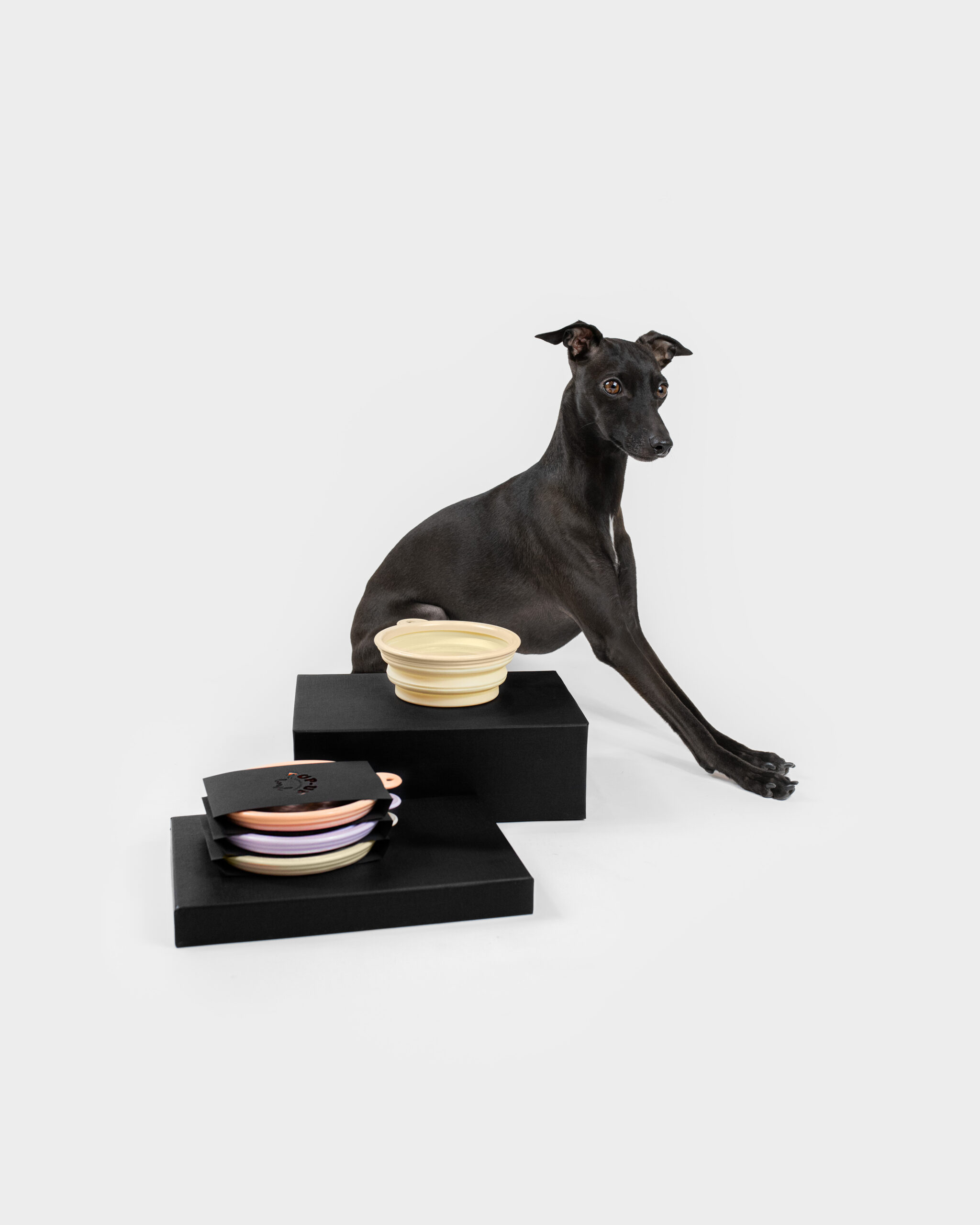 DumasGoods-dog-italian-greyhound-food-travel-bowl-colorful Italian ngreyhound posing with pop up bowls of dumas goods