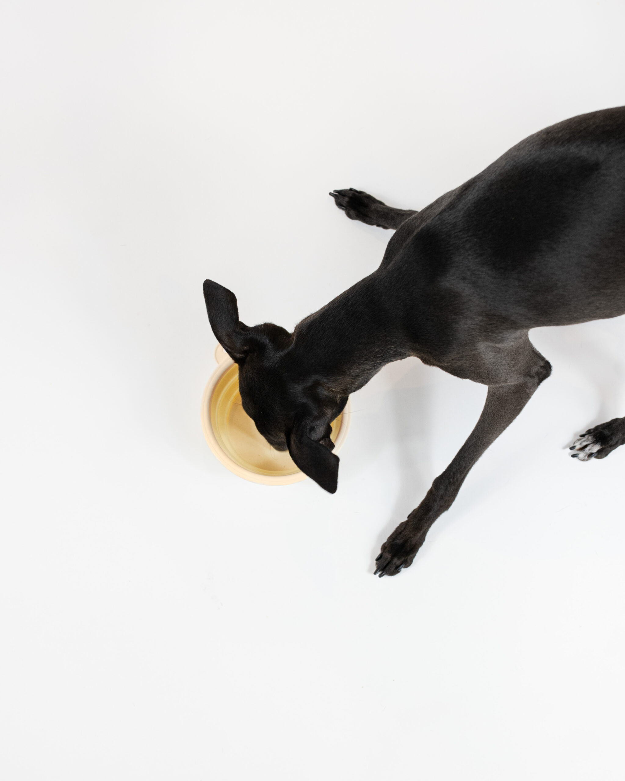 DumasGoods-dog-italian-greyhound-food-travel-bowl-fun italian greyhound drinking water from pop-up bowl