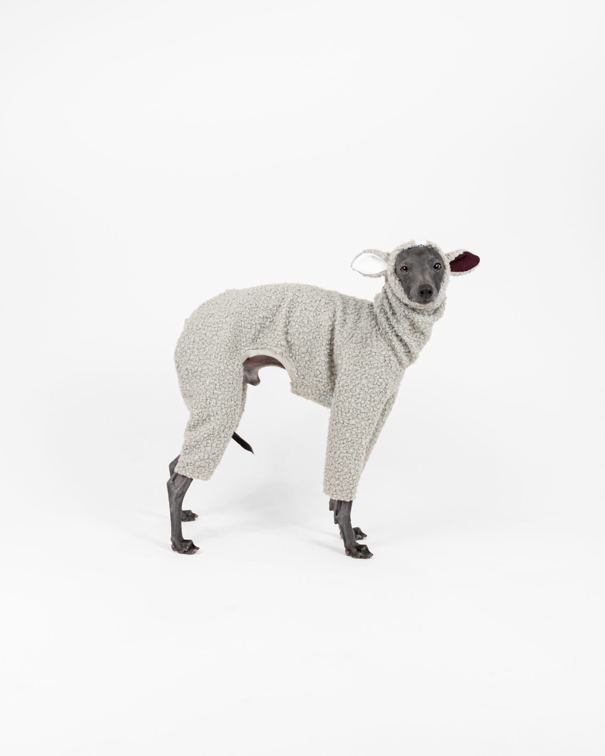 DumasGoods-italian-greyhound-clothes-boucle-mist-lamb Italian greyhounds posing in Rolling Mist boucle onesie