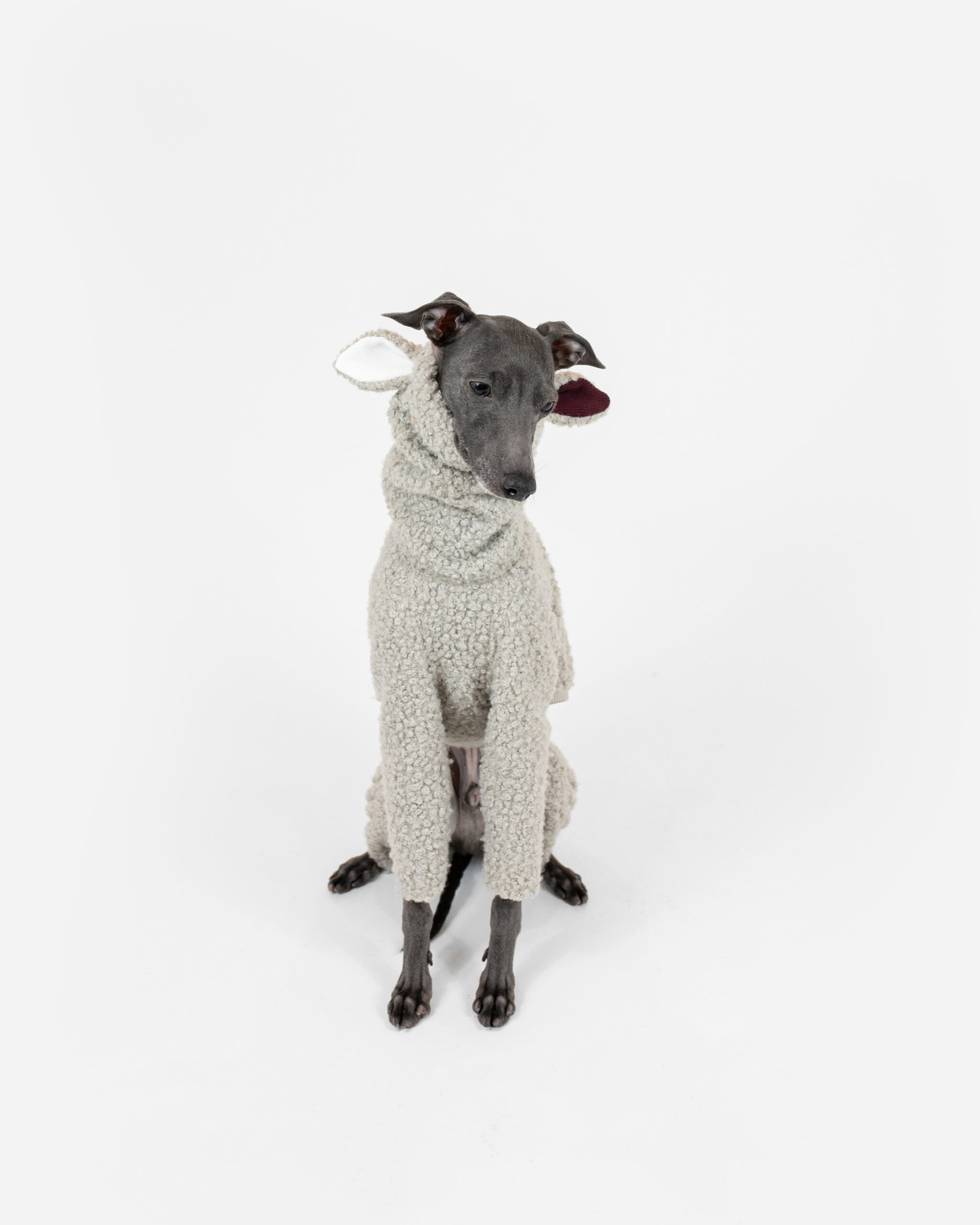 DumasGoods-italian-greyhound-clothes-boucle-mist-lamb-turtleneck Italian greyhounds posing in Rolling Mist boucle onesie