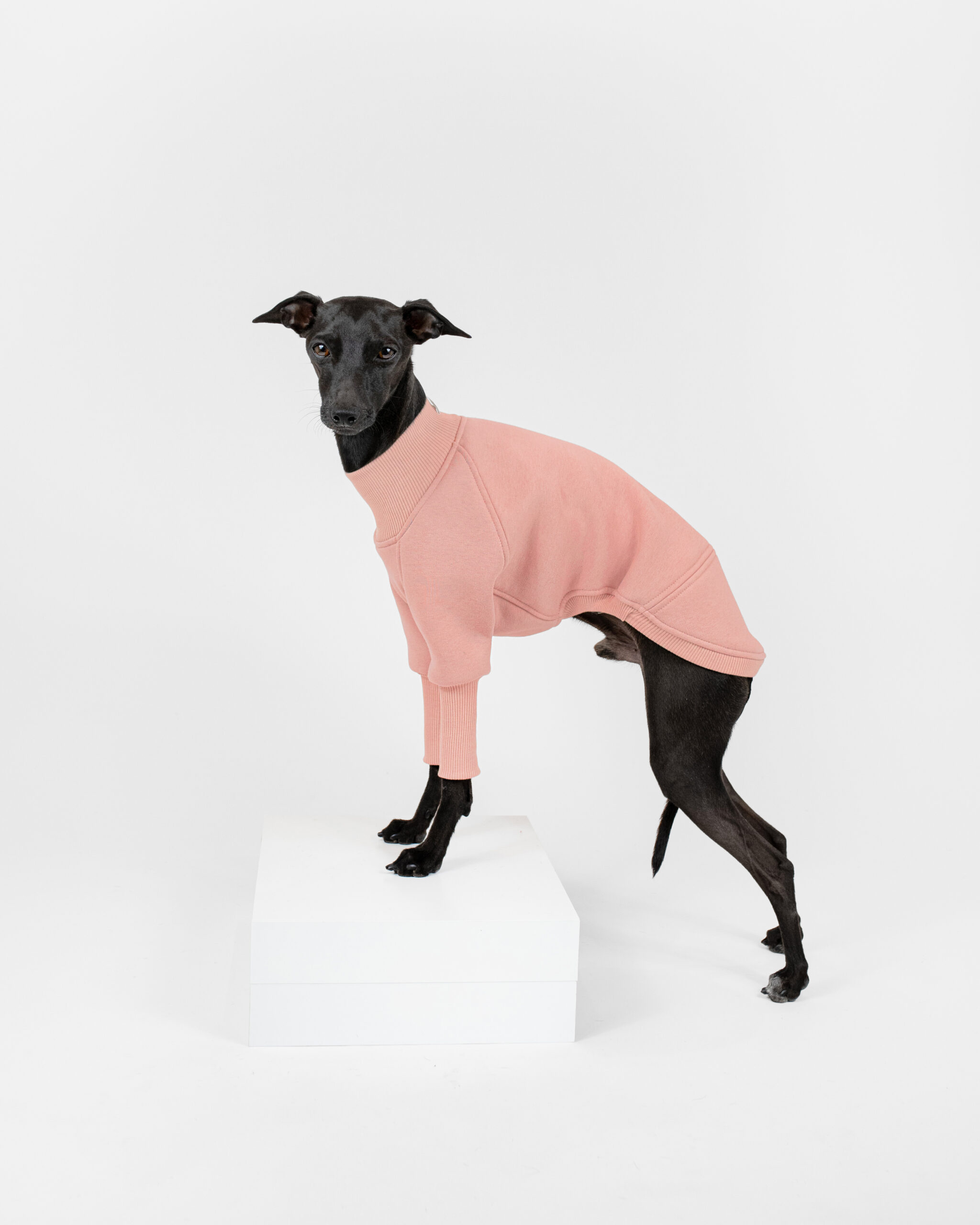 DumasGoods-Soft-Core-Jumper-Pale-coral-italian-greyhound-apparel Italian greyhound posing side in soft core jumper pale coral color