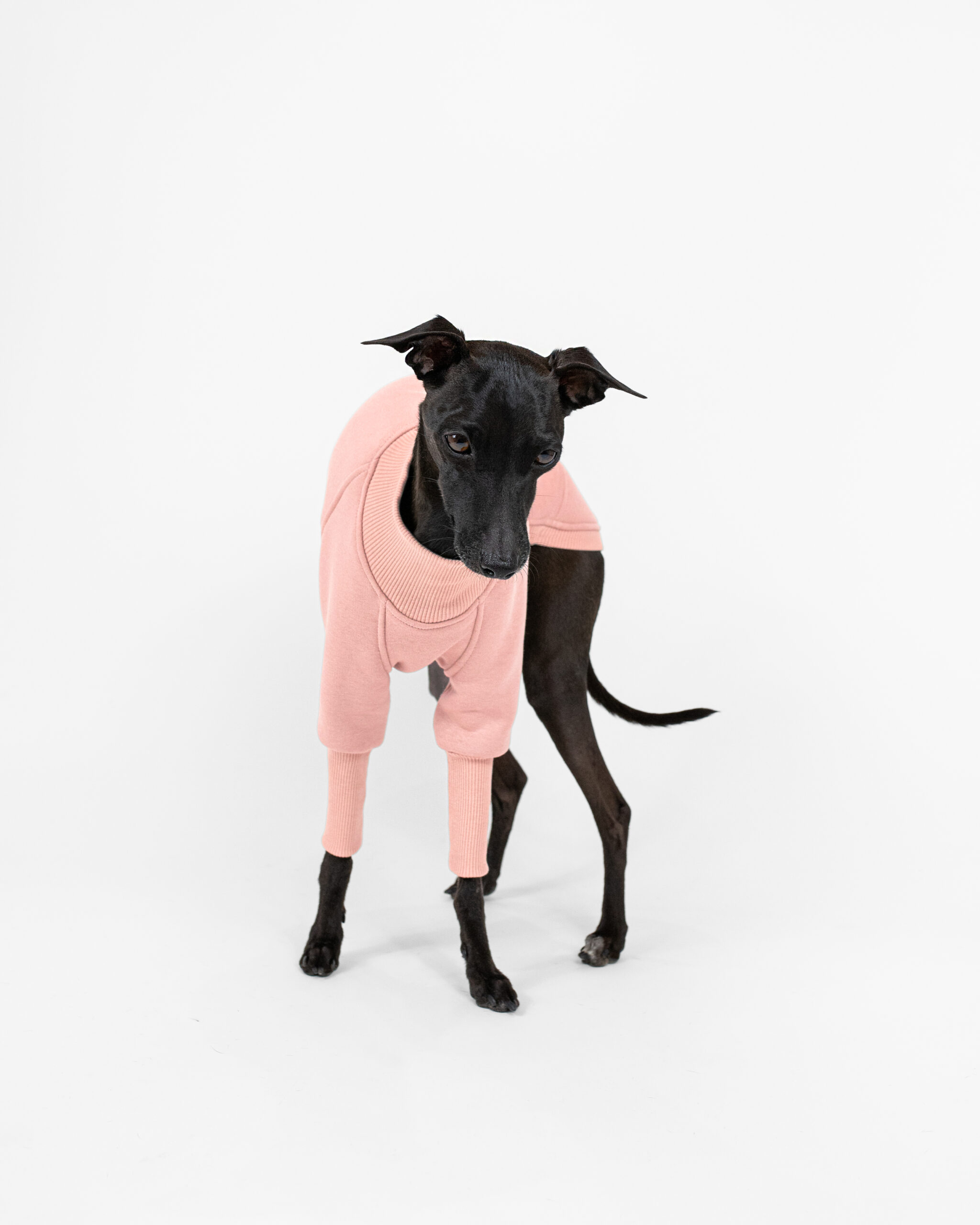 DumasGoods-Soft-Core-Jumper-Pale-coral-italian-greyhound-clothing- Italian greyhound dressed with pale coral jumper