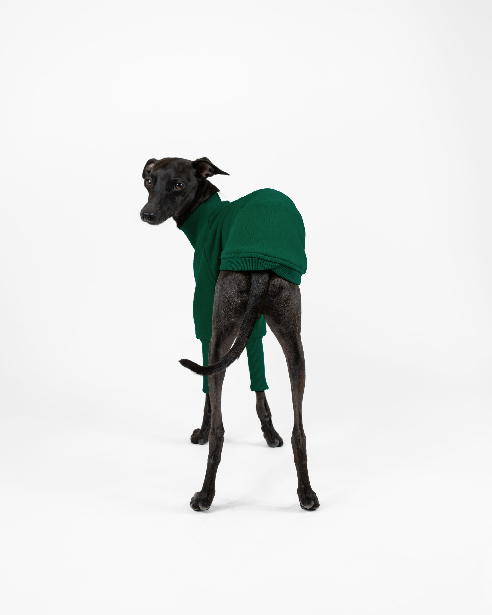 DumasGoods-Soft-Core-Jumper-Pine-green-italian-greyhound-clothing back part of pine green jumper