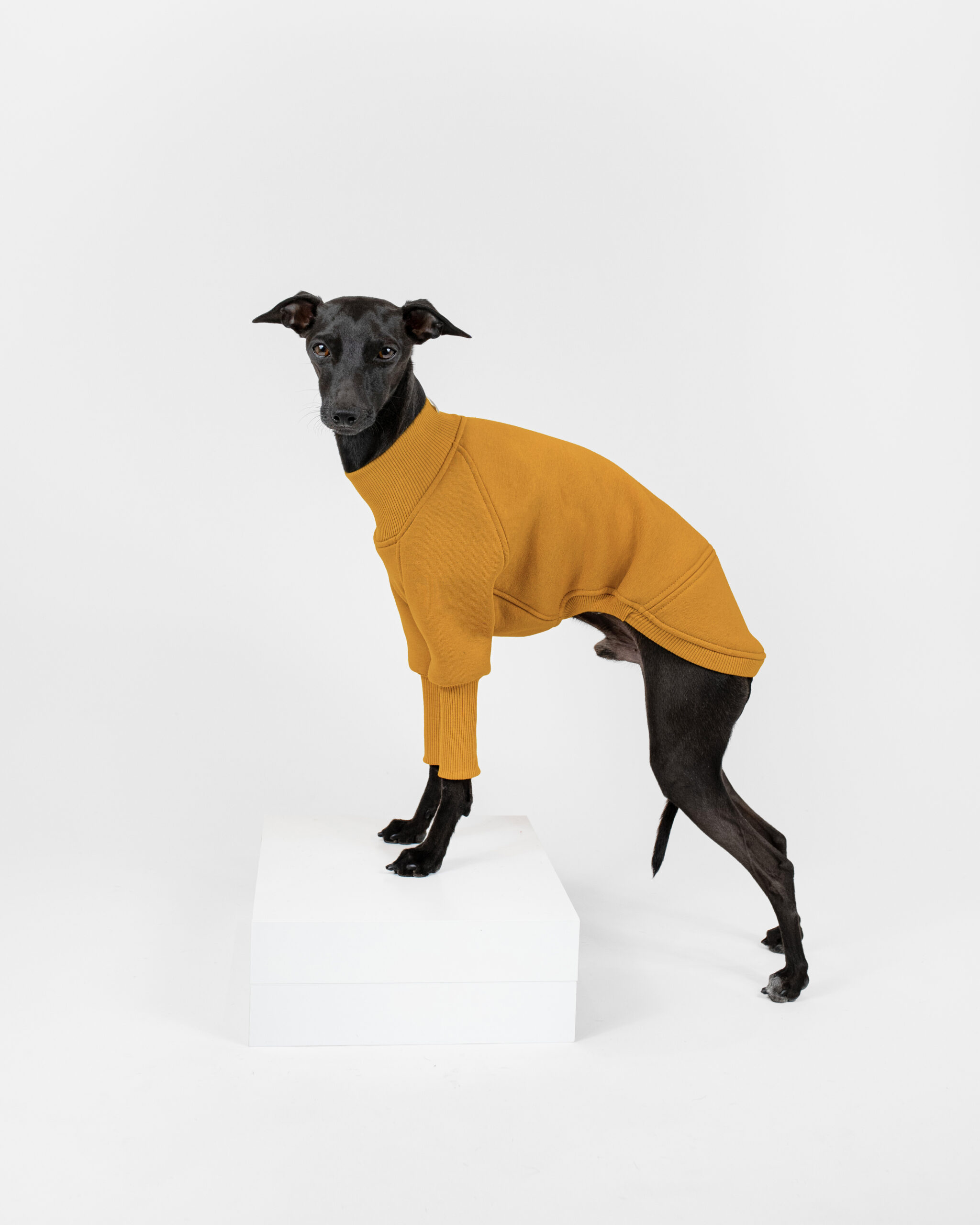 DumasGoods-Soft-Core-Jumper-amber-iggy-clothing Italian greyhound posing side in soft core jumper amber color