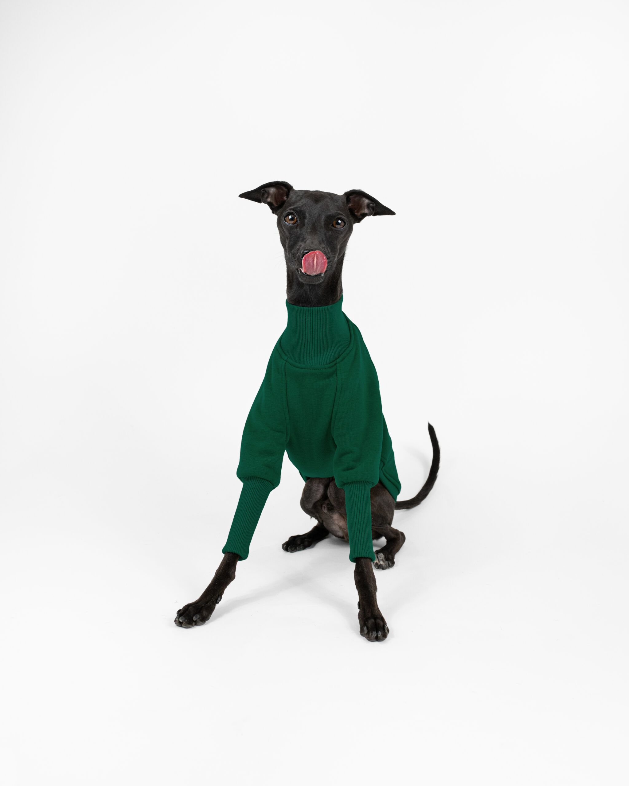DumasGoods-Soft-Core-Jumper-green-italian-greyhound-clothing Italian greyhound posing with tongue out in pine green jumper