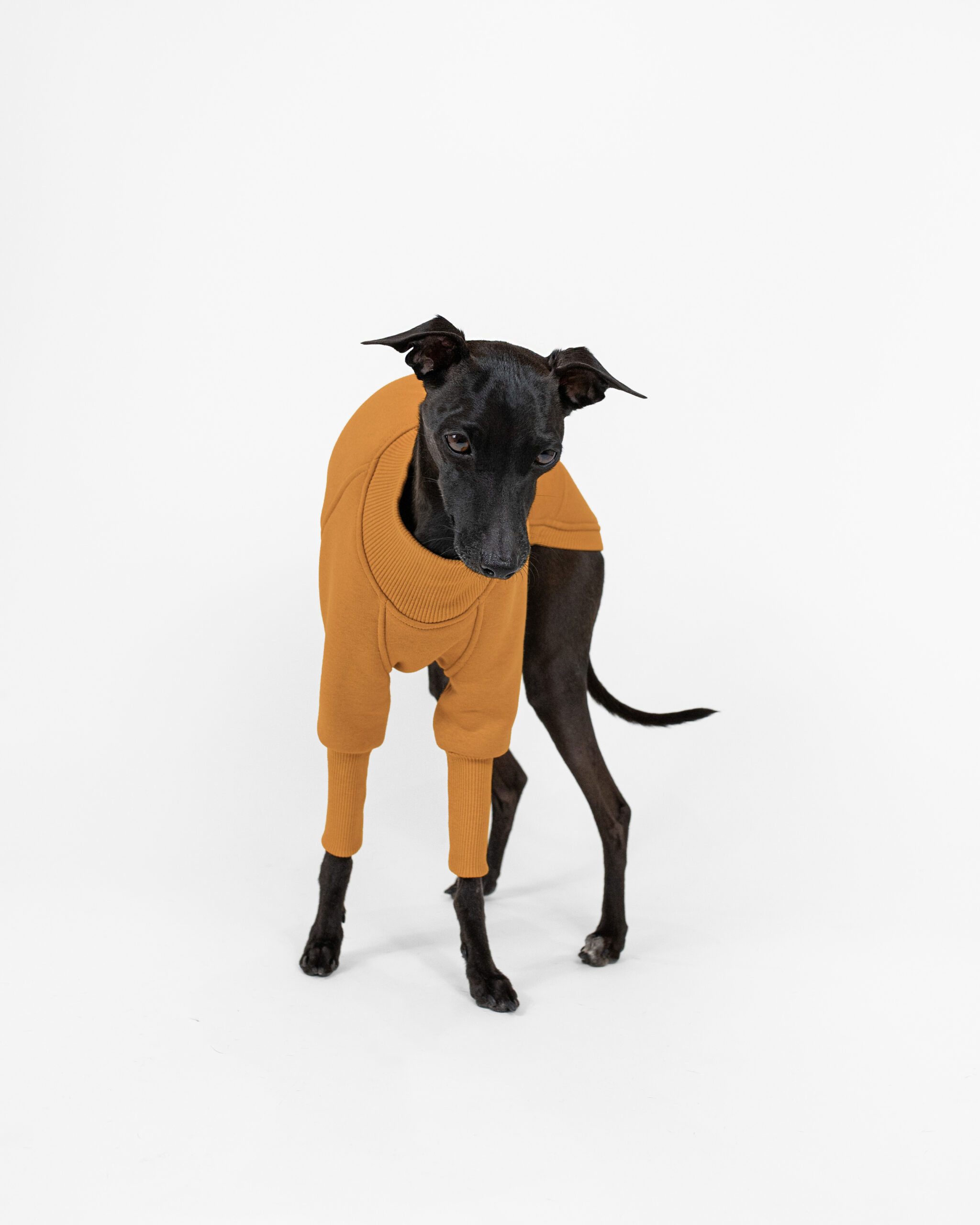 DumasGoods-Soft-Core-Jumper-italian-greyhound-clothes-amber Italian greyhound dressed with amber jumper