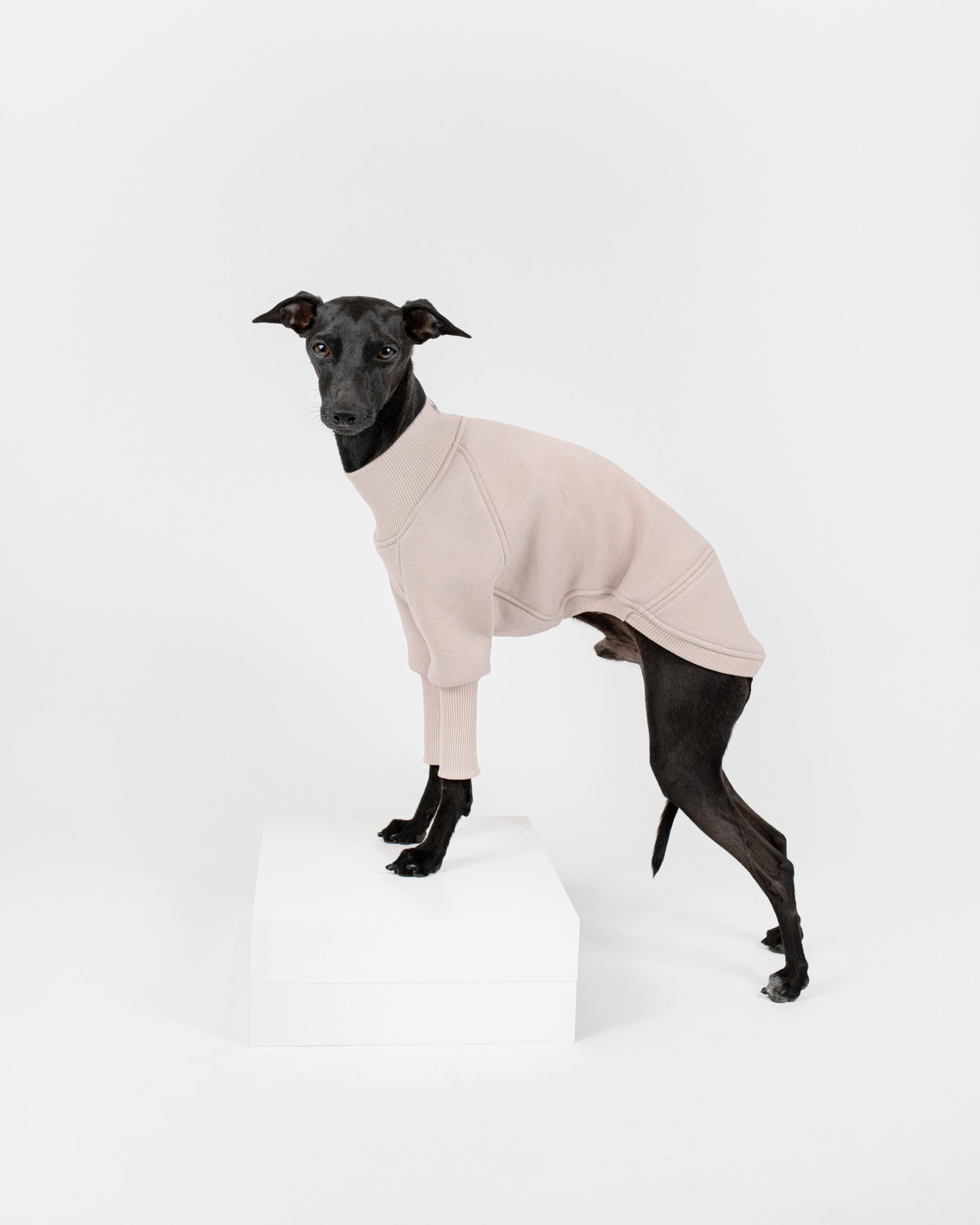 DumasGoods-Soft-Core-Jumper-sea-shell-italian-greyhound-clothes Italian greyhound posing side in soft core jumper sea shell color