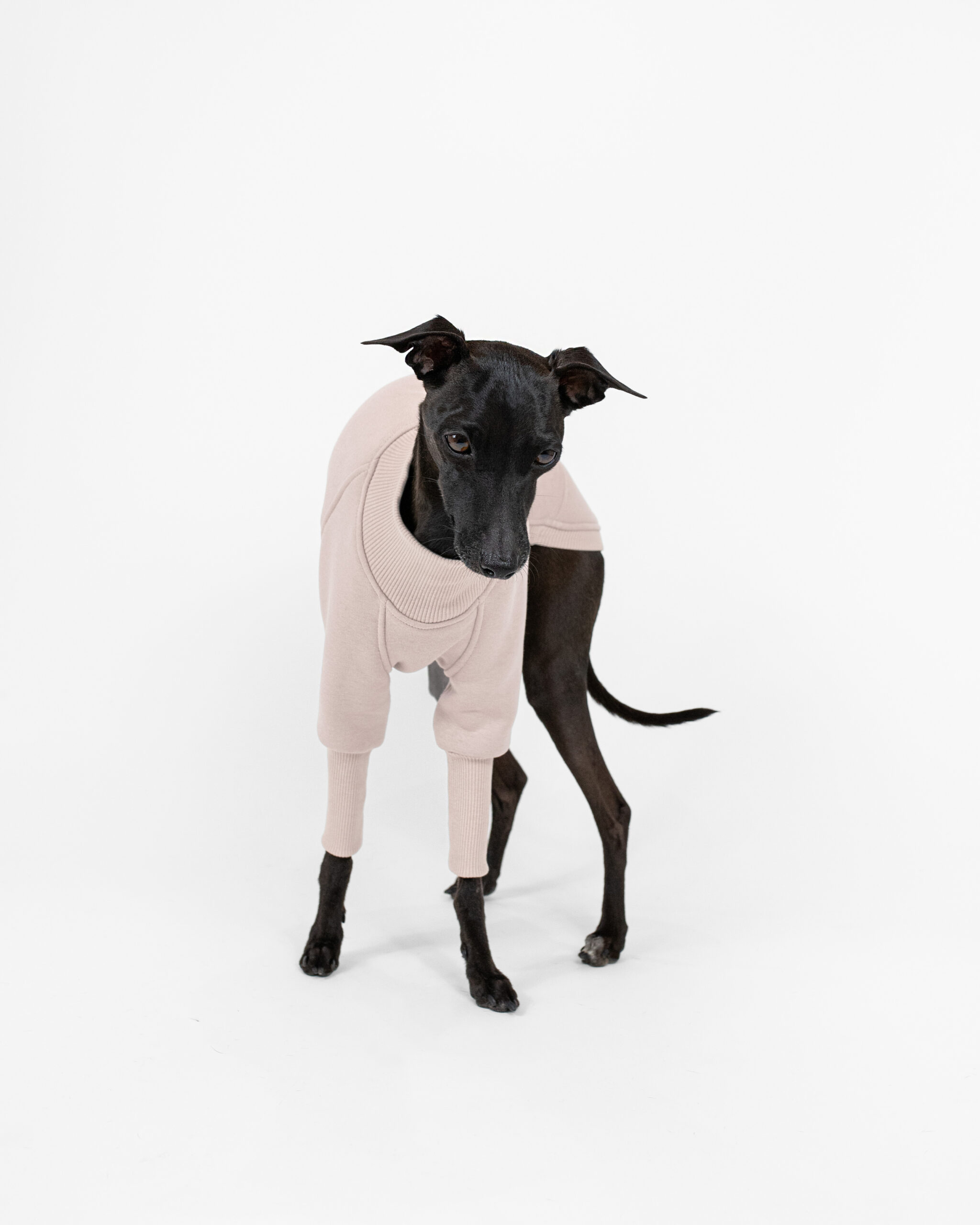 DumasGoods-Soft-Core-Jumper-sea-shell-italian-greyhound-clothing- Italian greyhound dressed with sea shell jumper