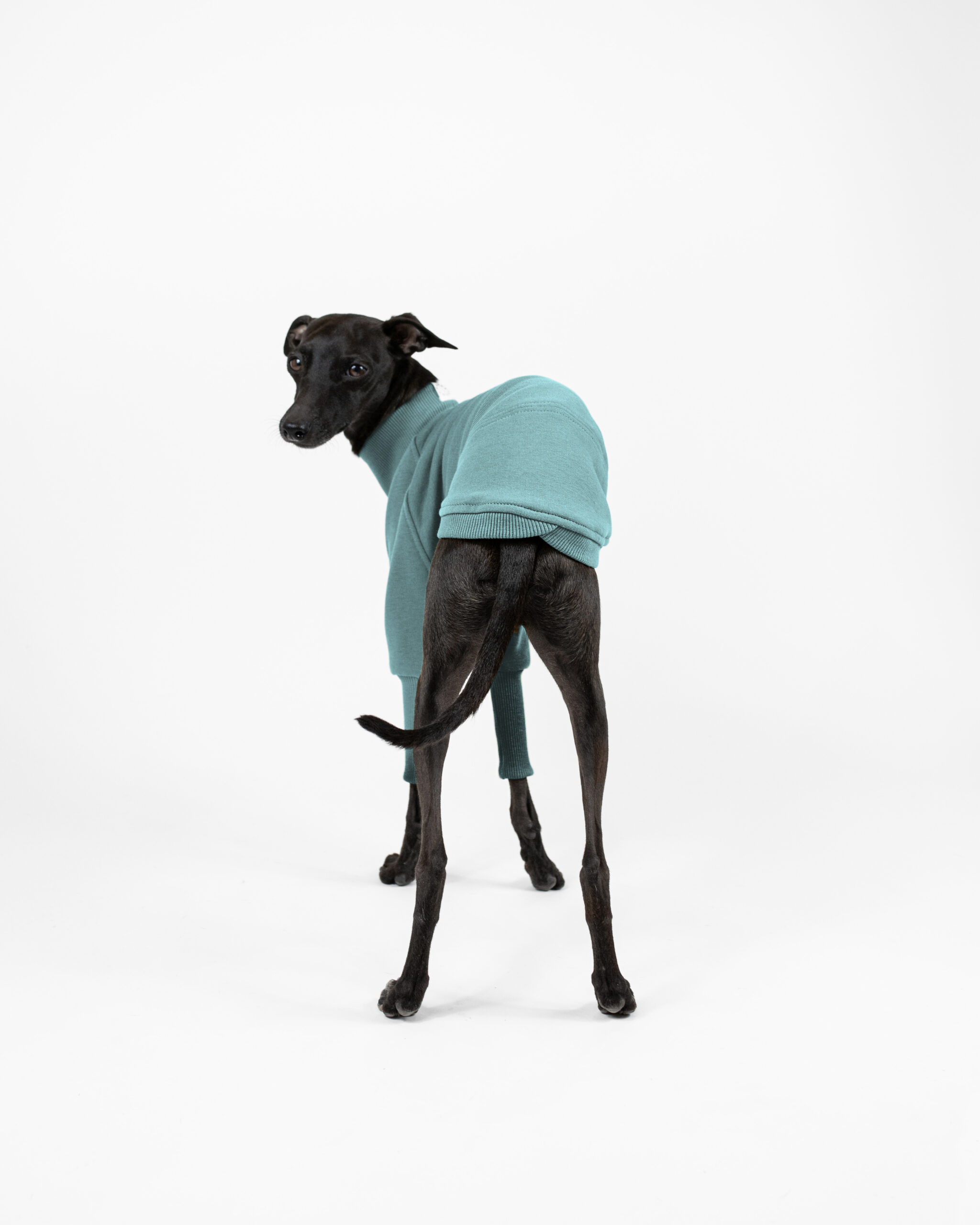 DumasGoods-best-italian-greyhound-clothes-soft-jumper-iceberg back part of iceberg jumper