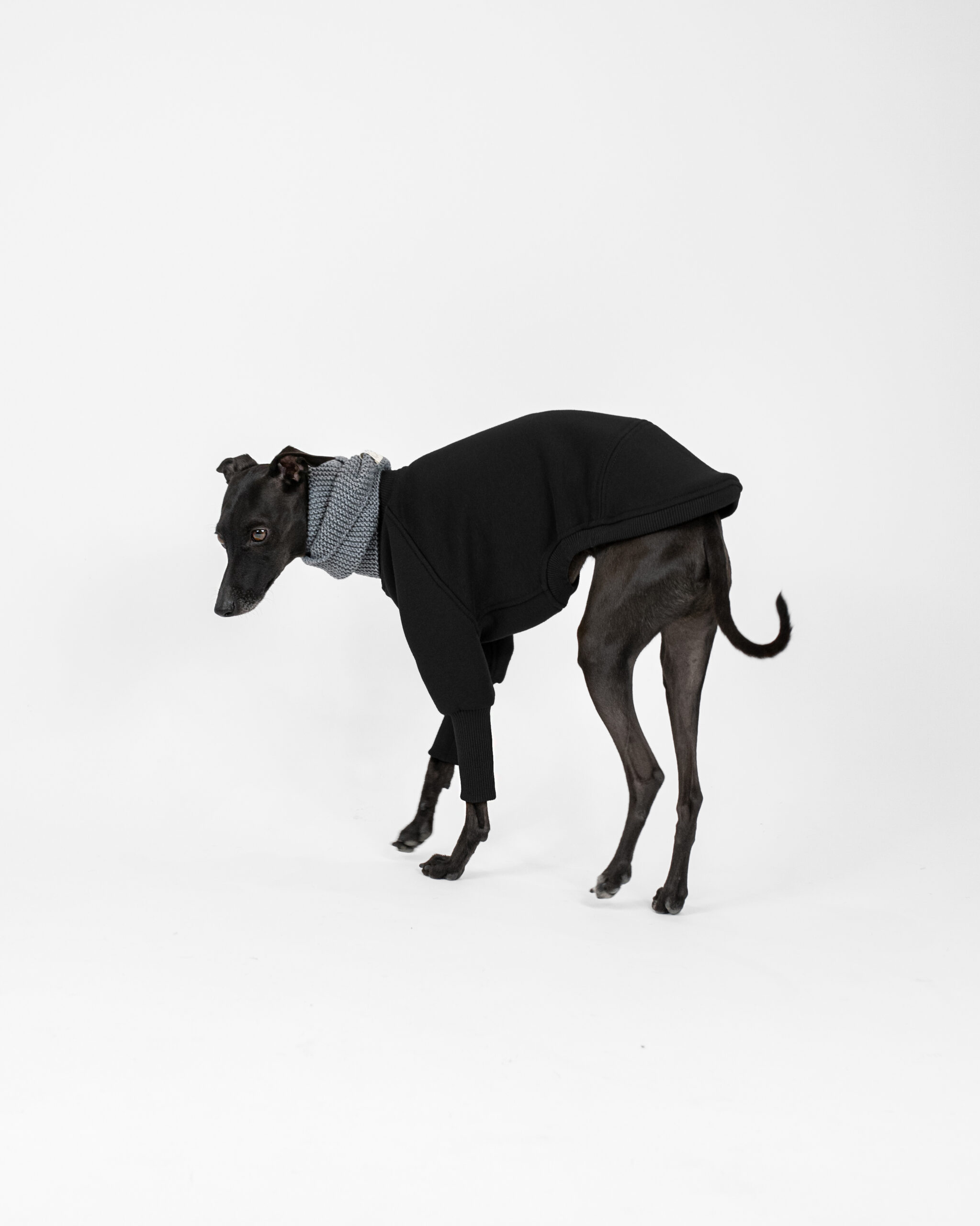 DumasGoods-high-quality-italian-greyhound-clothes-jumper-black Italian greyhound dressed with black jumper and grey knitted snood