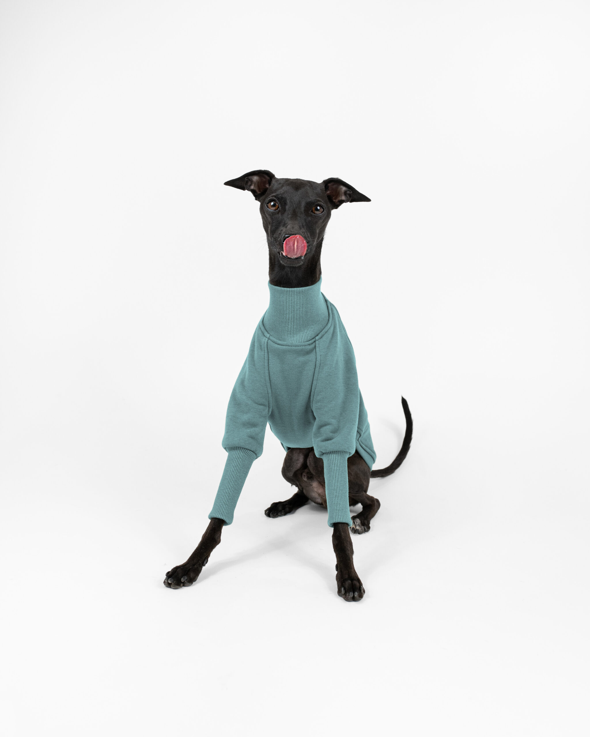 DumasGoods-italian-greyhound-clothes-core-jumper-coat-iceberg- Italian greyhound posing with tongue out in iceberg jumper