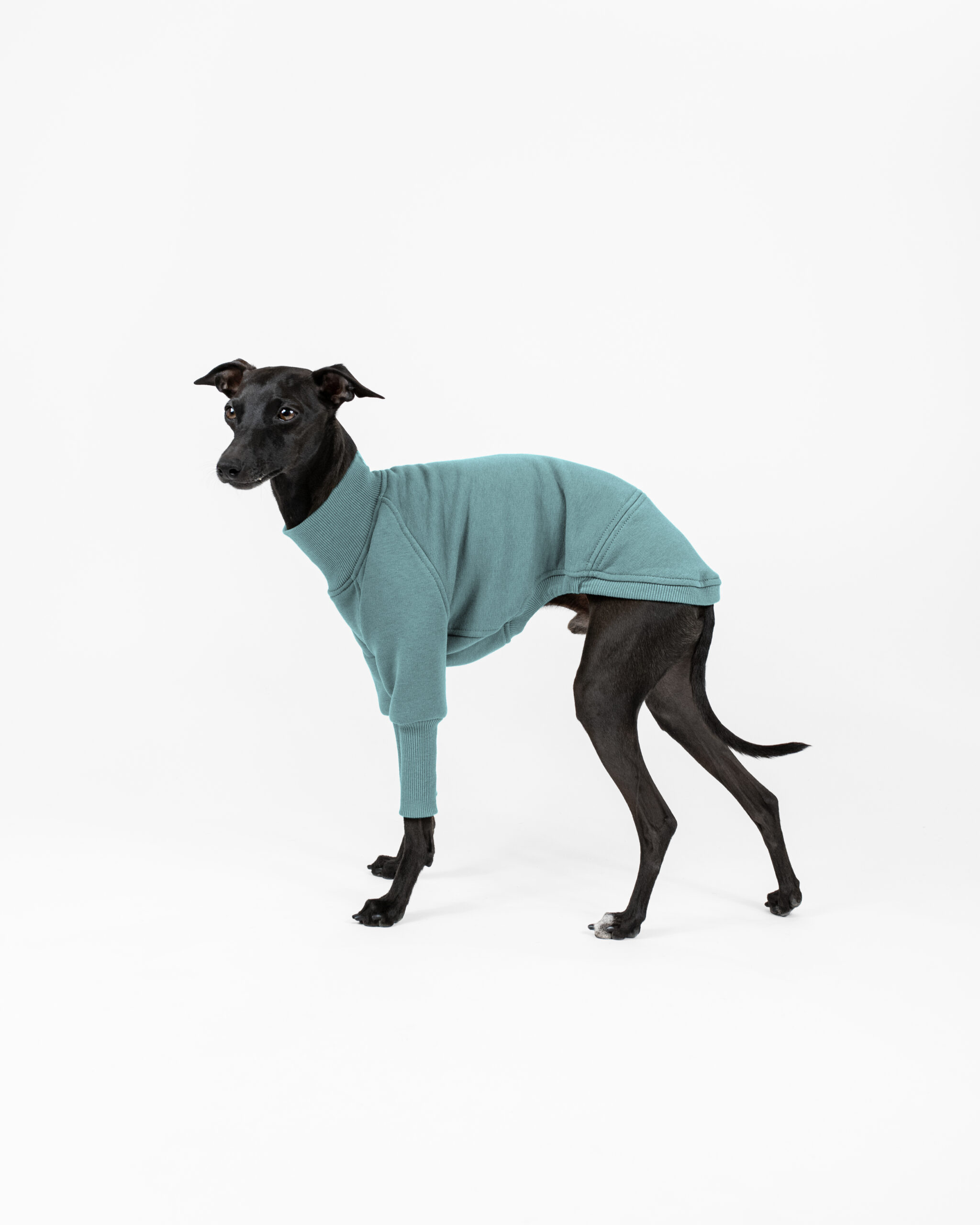 DumasGoods-italian-greyhound-clothes-core-jumper-coat-iceberg Italian greyhound posing side in soft core jumper iceberg color
