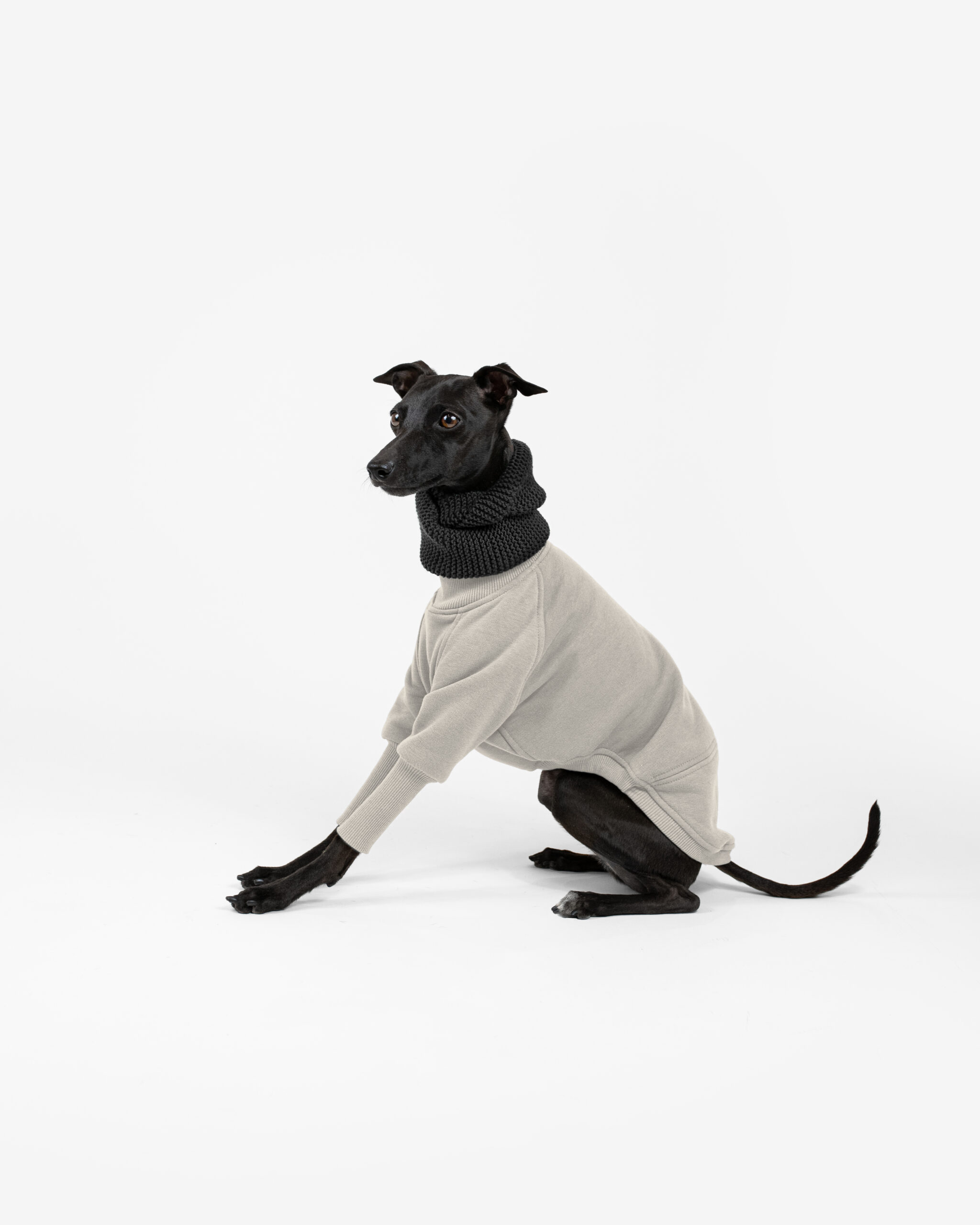 DumasGoods-italian-greyhound-clothes-core-jumper-snood-sand-stone Italian greyhound dressed with sand stone jumper and grey knitted snood