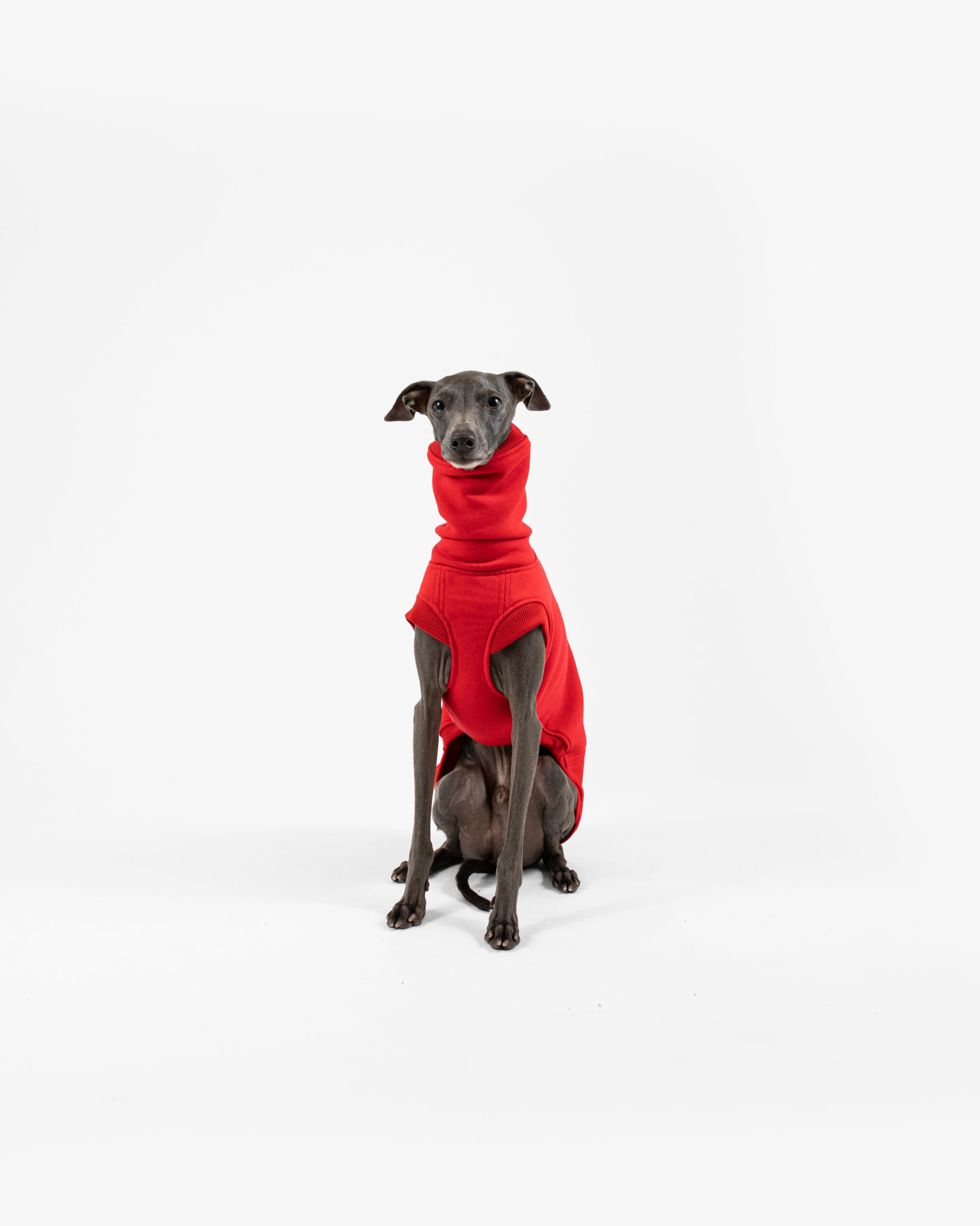 DumasGoods-italian-greyhound-clothes-waistcoat-red-- Italian Greyhound siting and posing calmly in red cozy waistcoat