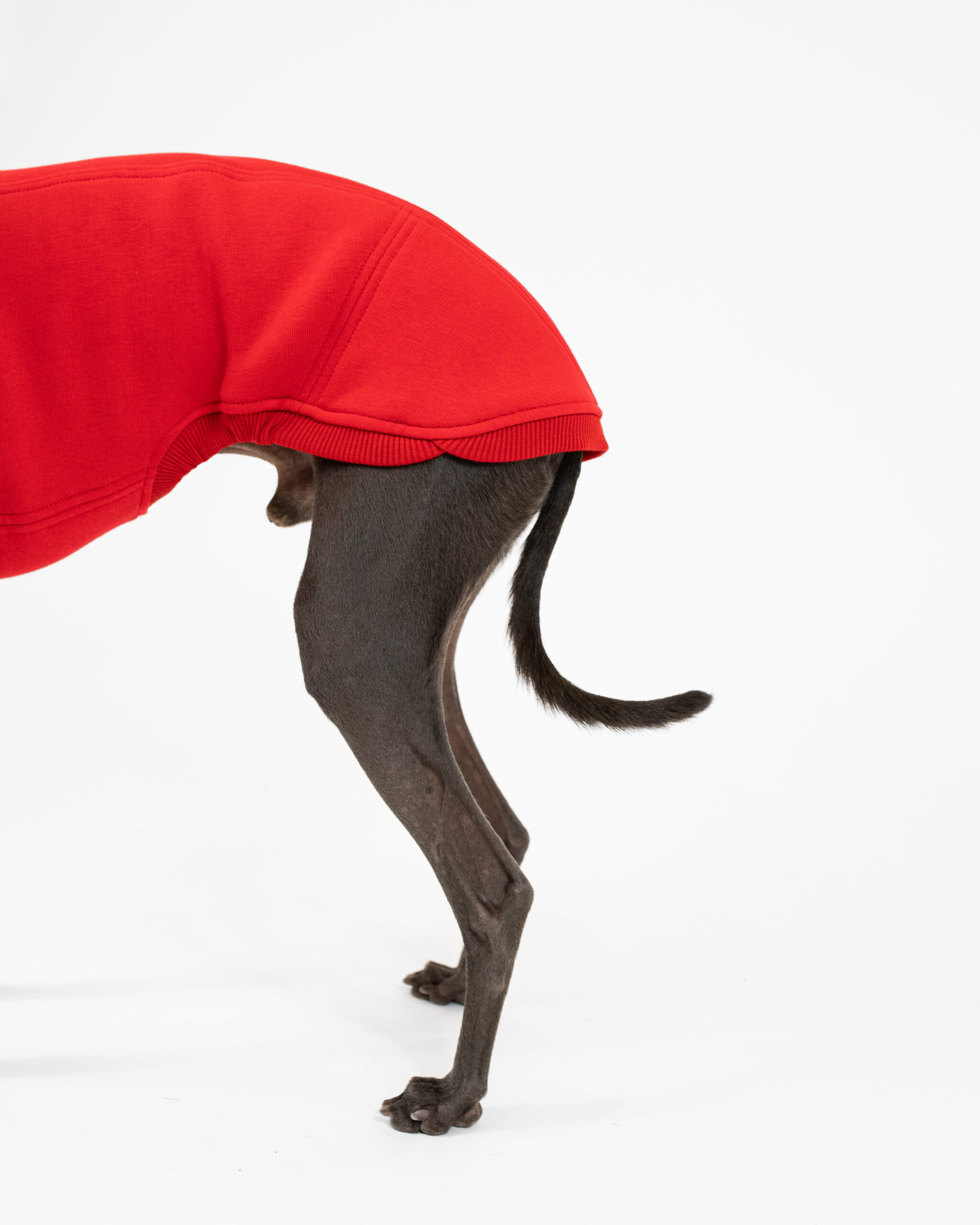 DumasGoods-italian-greyhound-clothing-waistcoat-red-back the detail of red waistcoat, back part