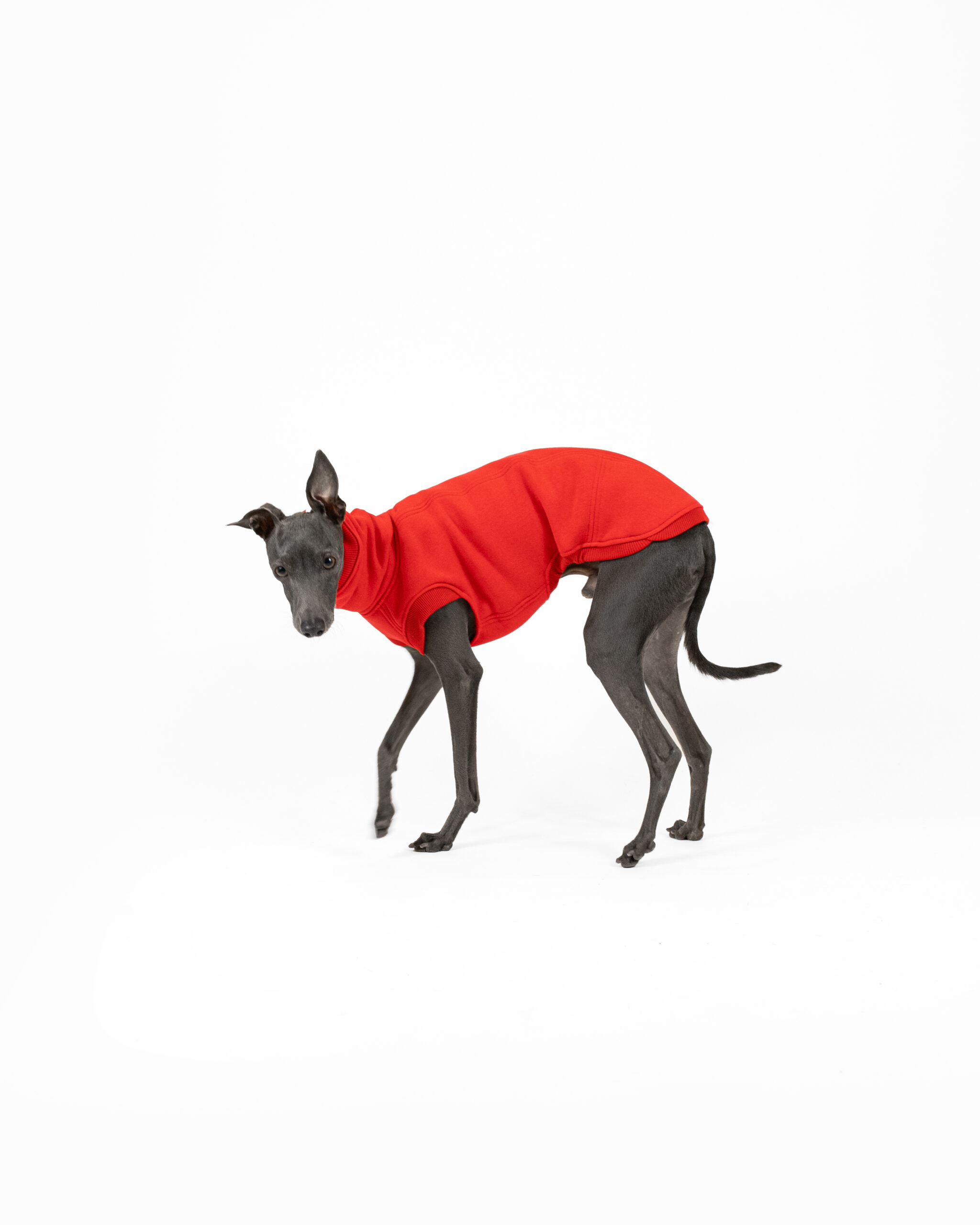 DumasGoods-italian-greyhound-clothing-waistcoat-red Italian greyhound walking dressed in red waistcoat
